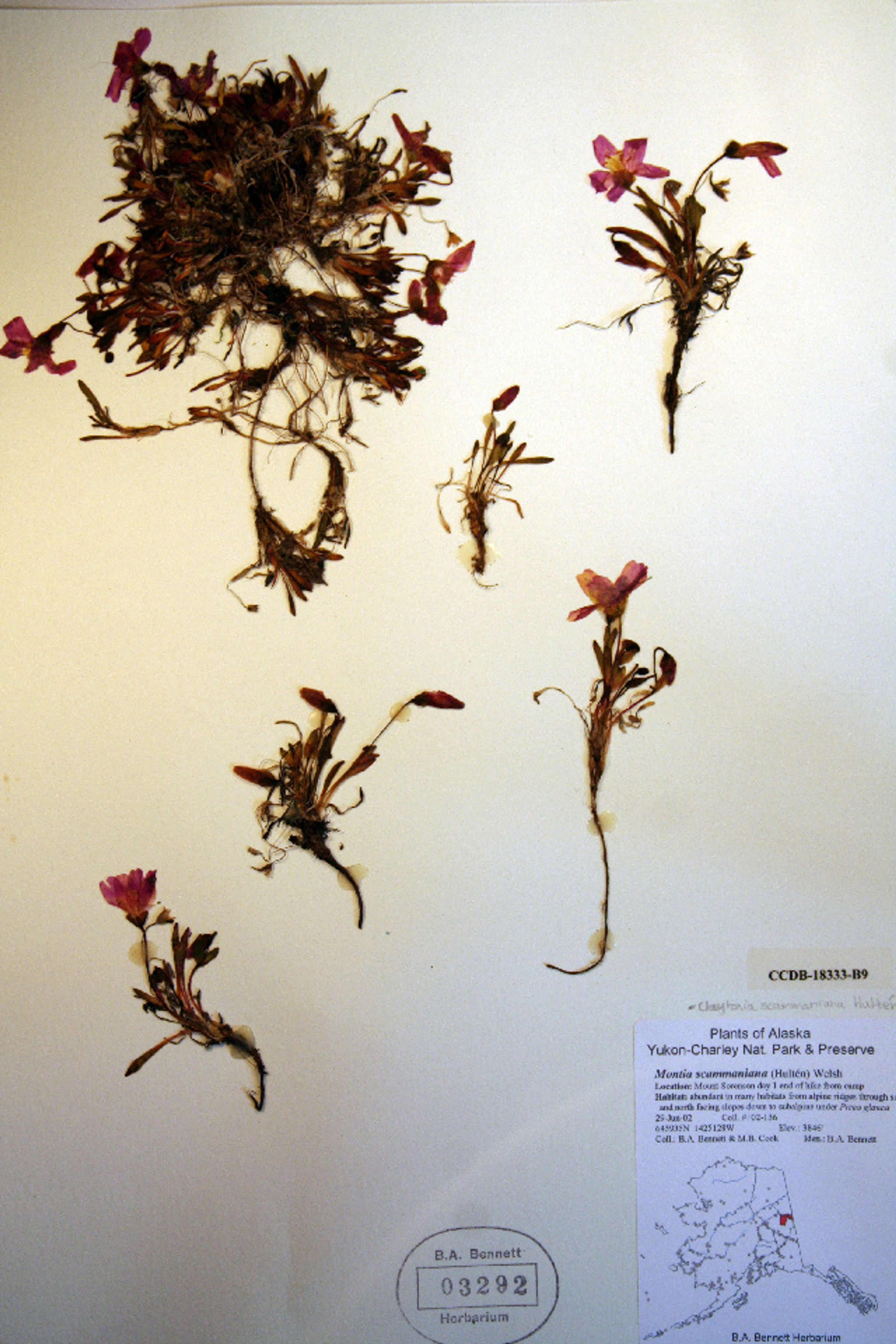 Claytonia scammaniana - 33