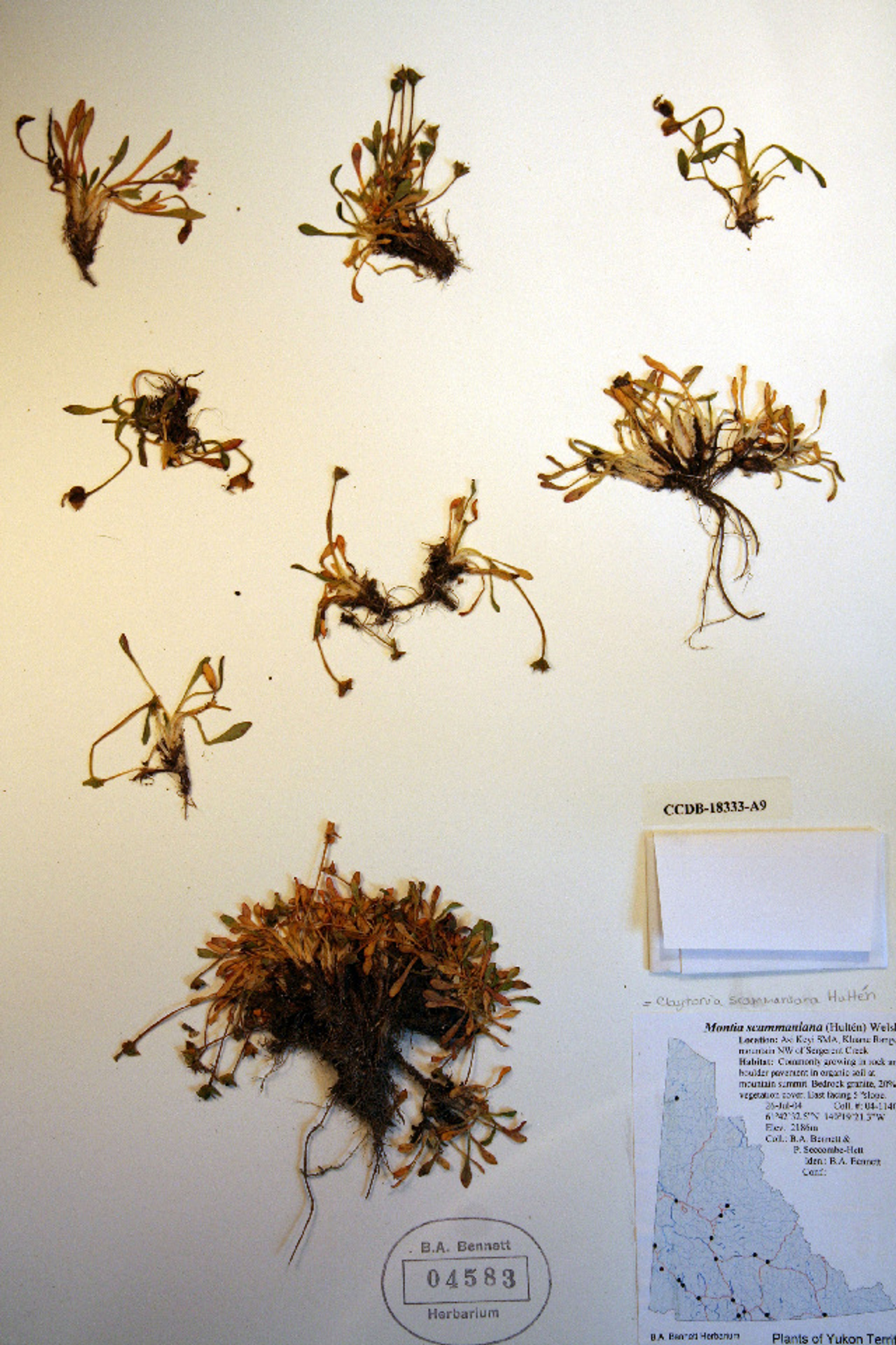 Claytonia scammaniana - 6