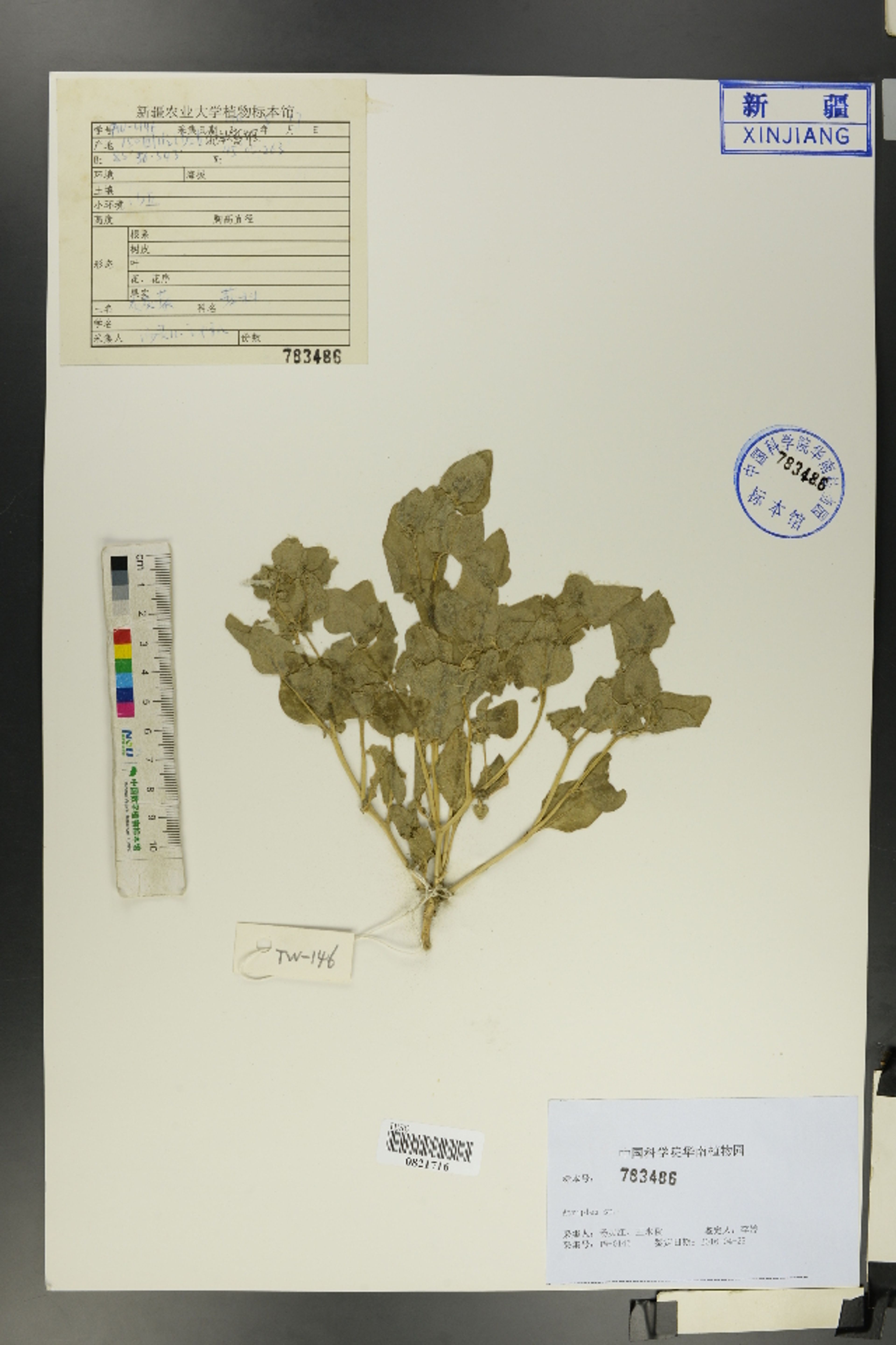 Atriplex dimorphostegia - 1