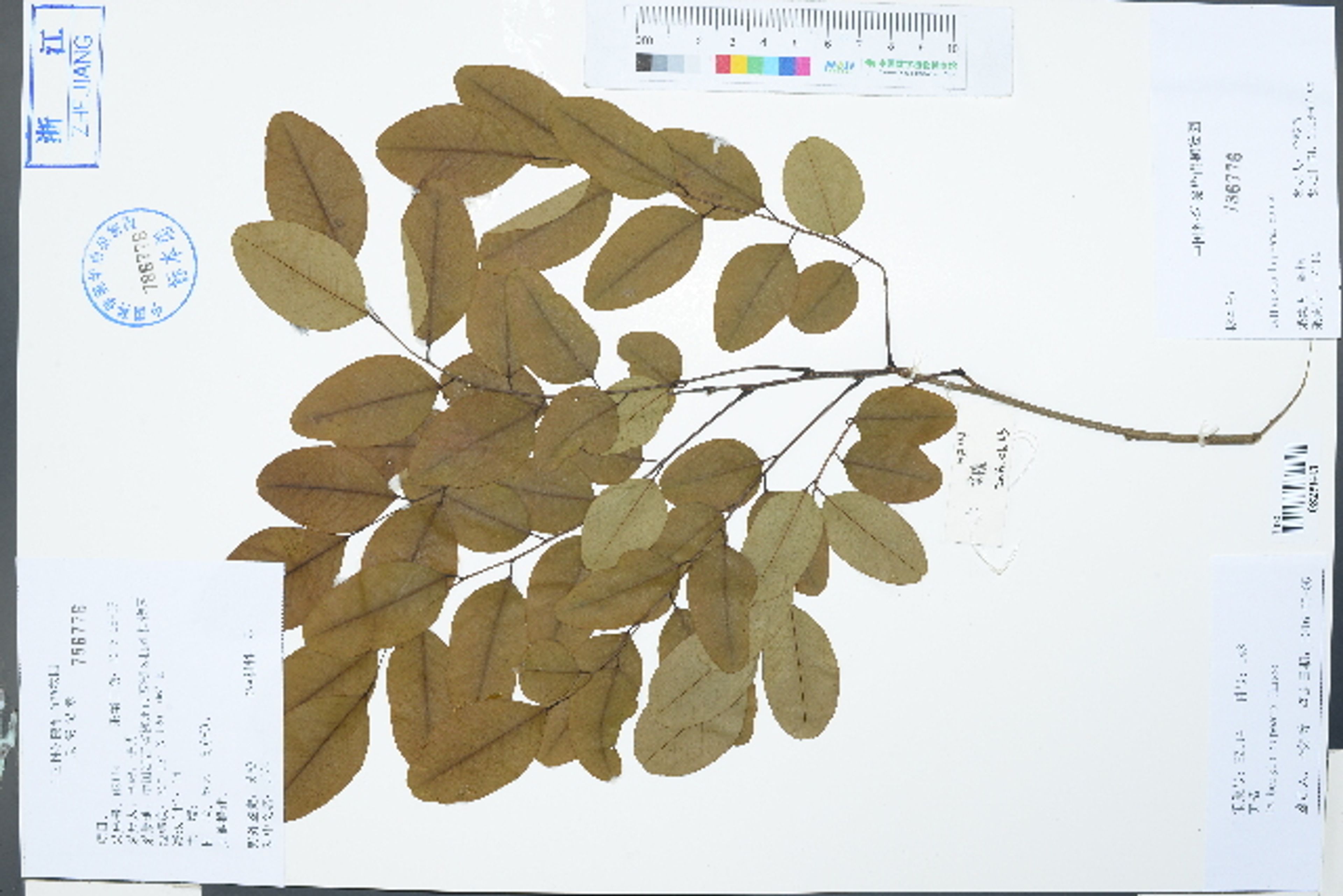 Dalbergia hupeana - 84