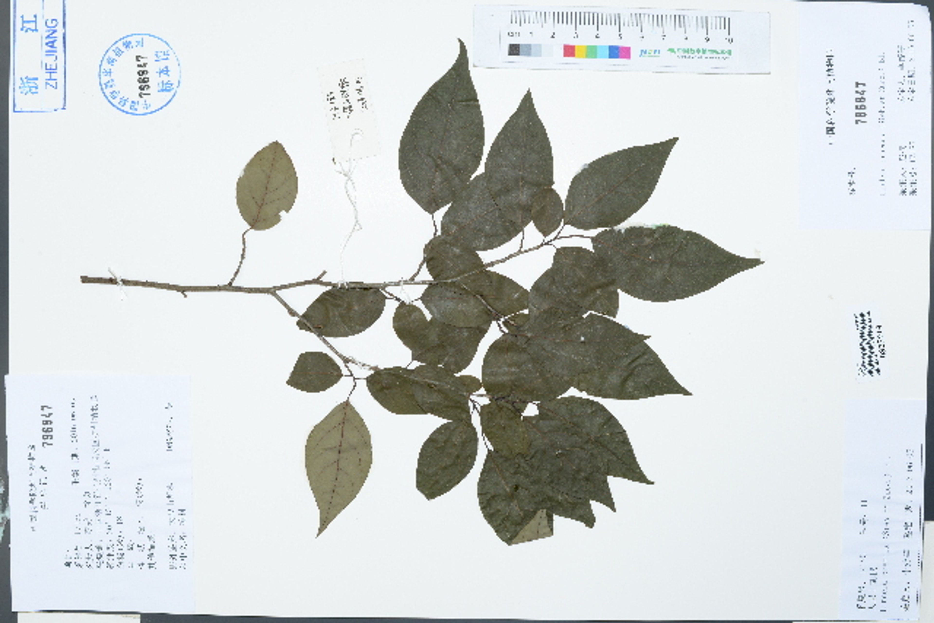 Lindera praecox - 96