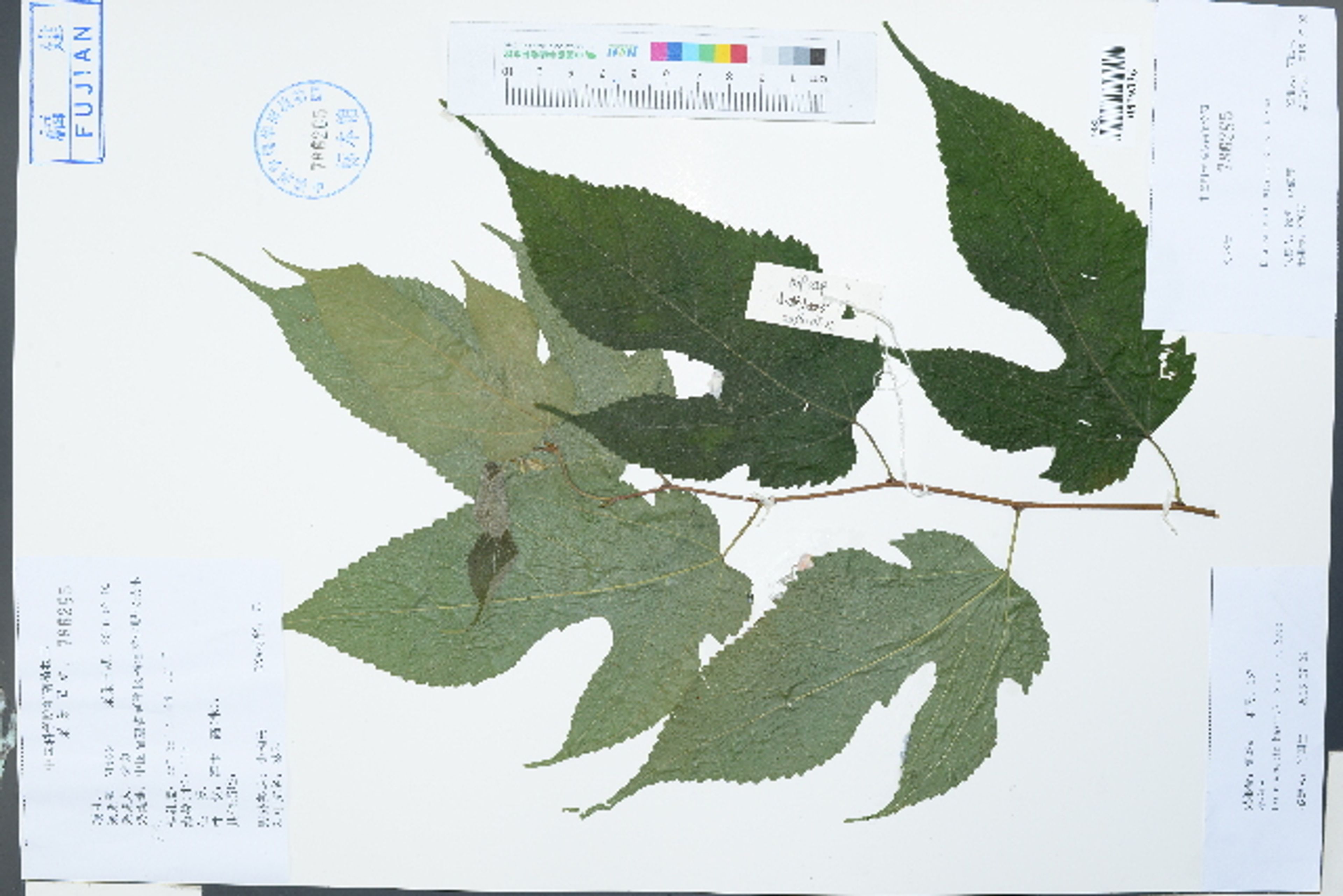 Broussonetia kazinoki - 69