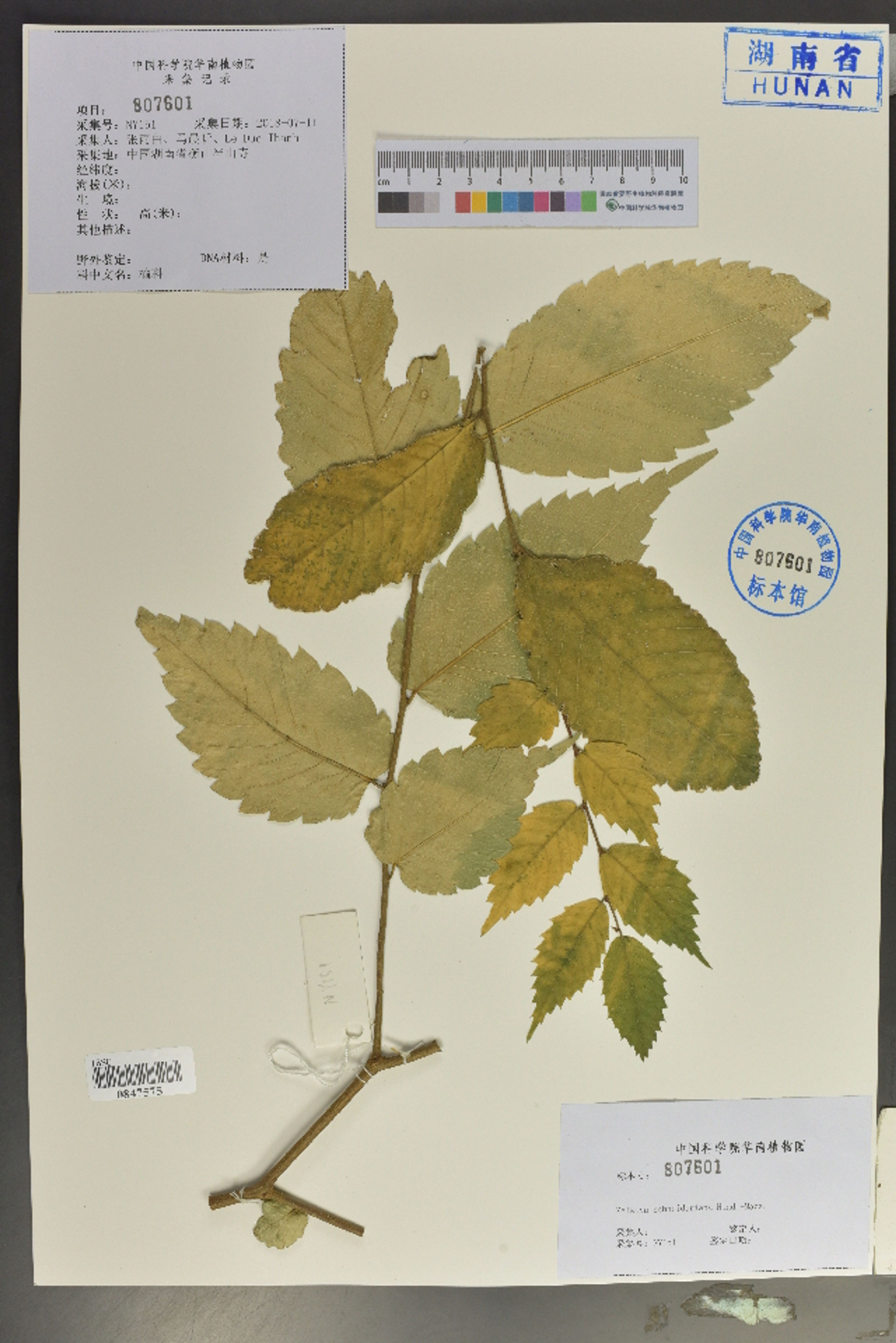 Zelkova schneideriana - 28