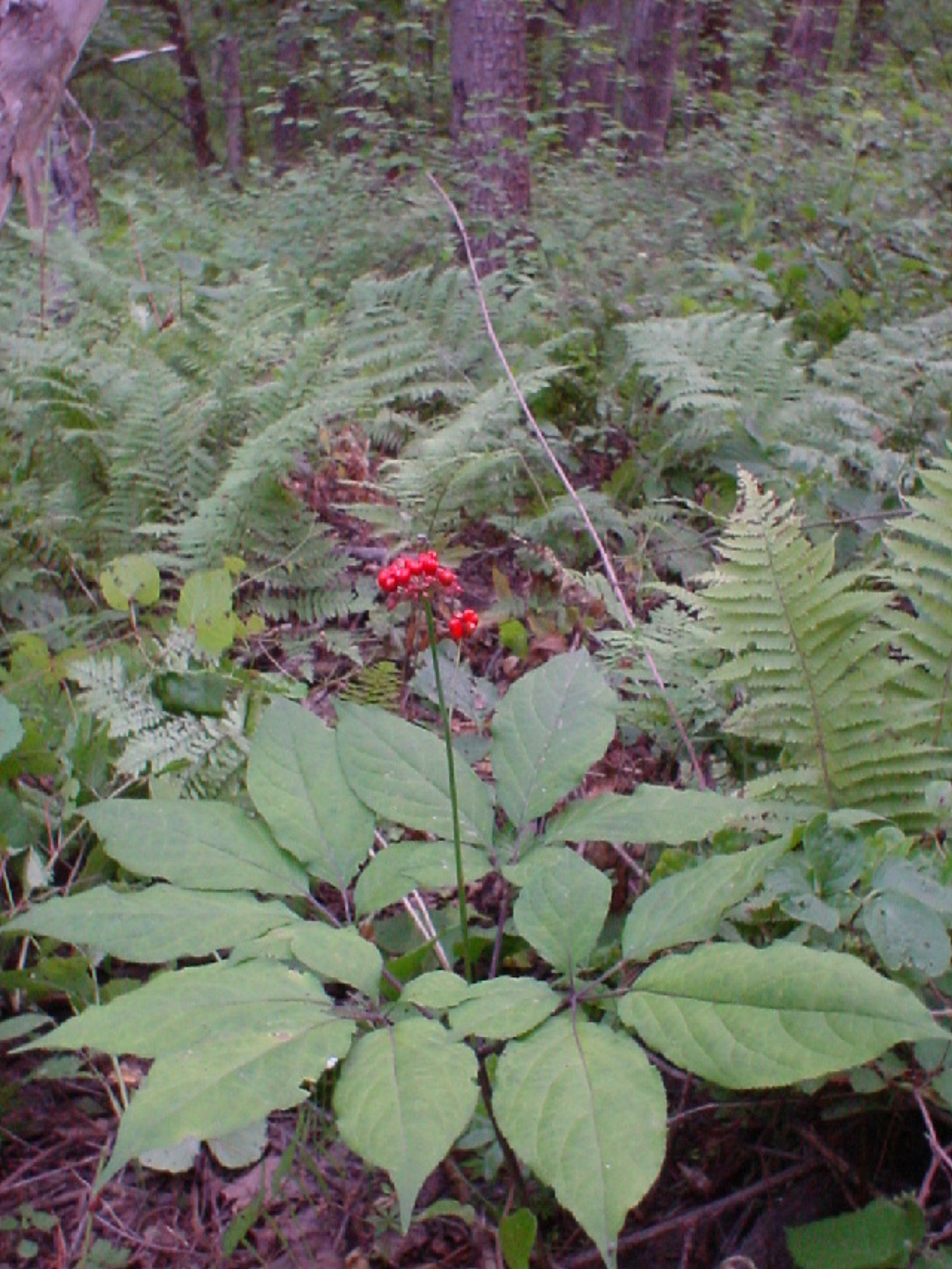 Panax ginseng - 85