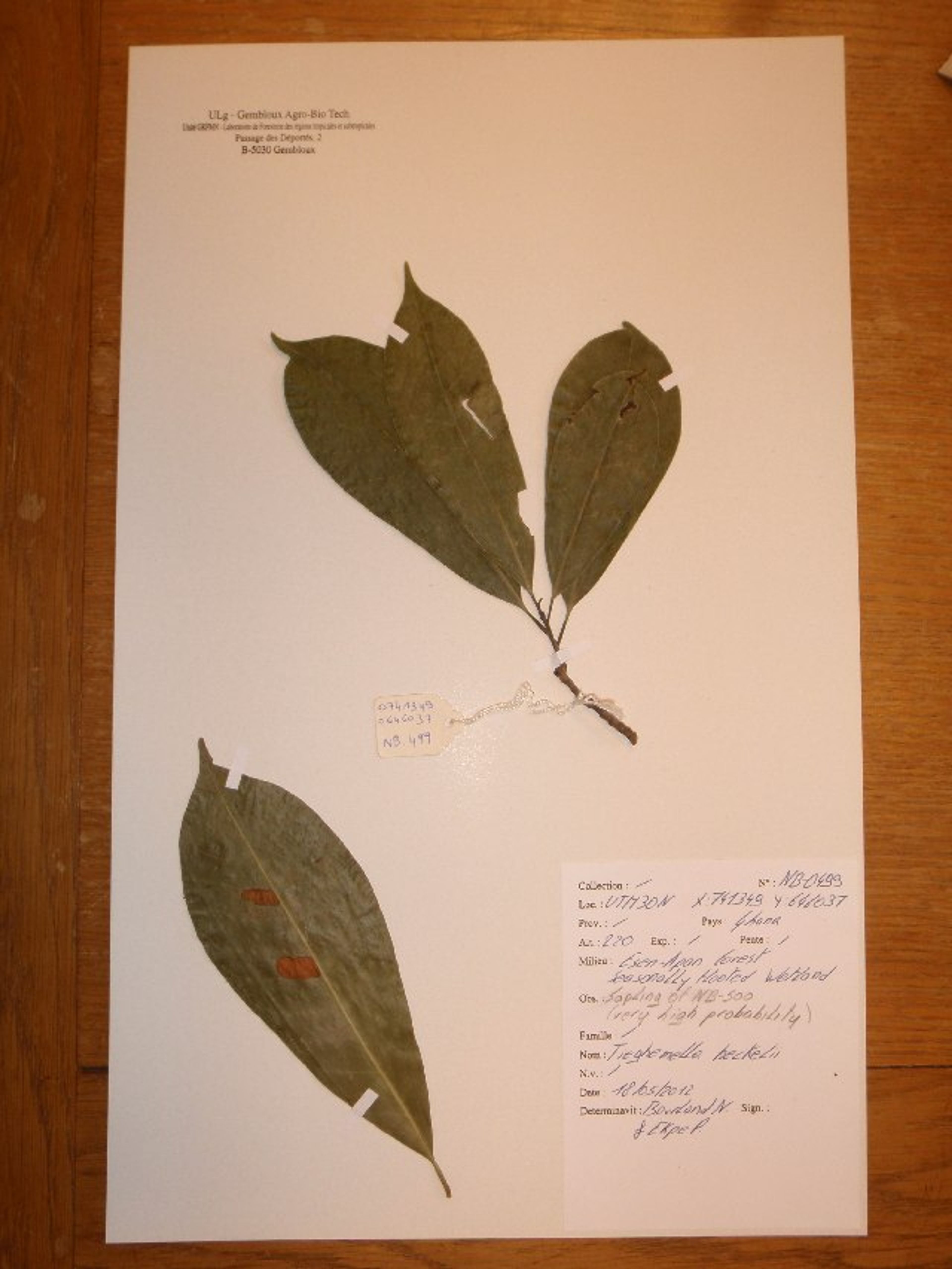 Tieghemella heckelii - 7