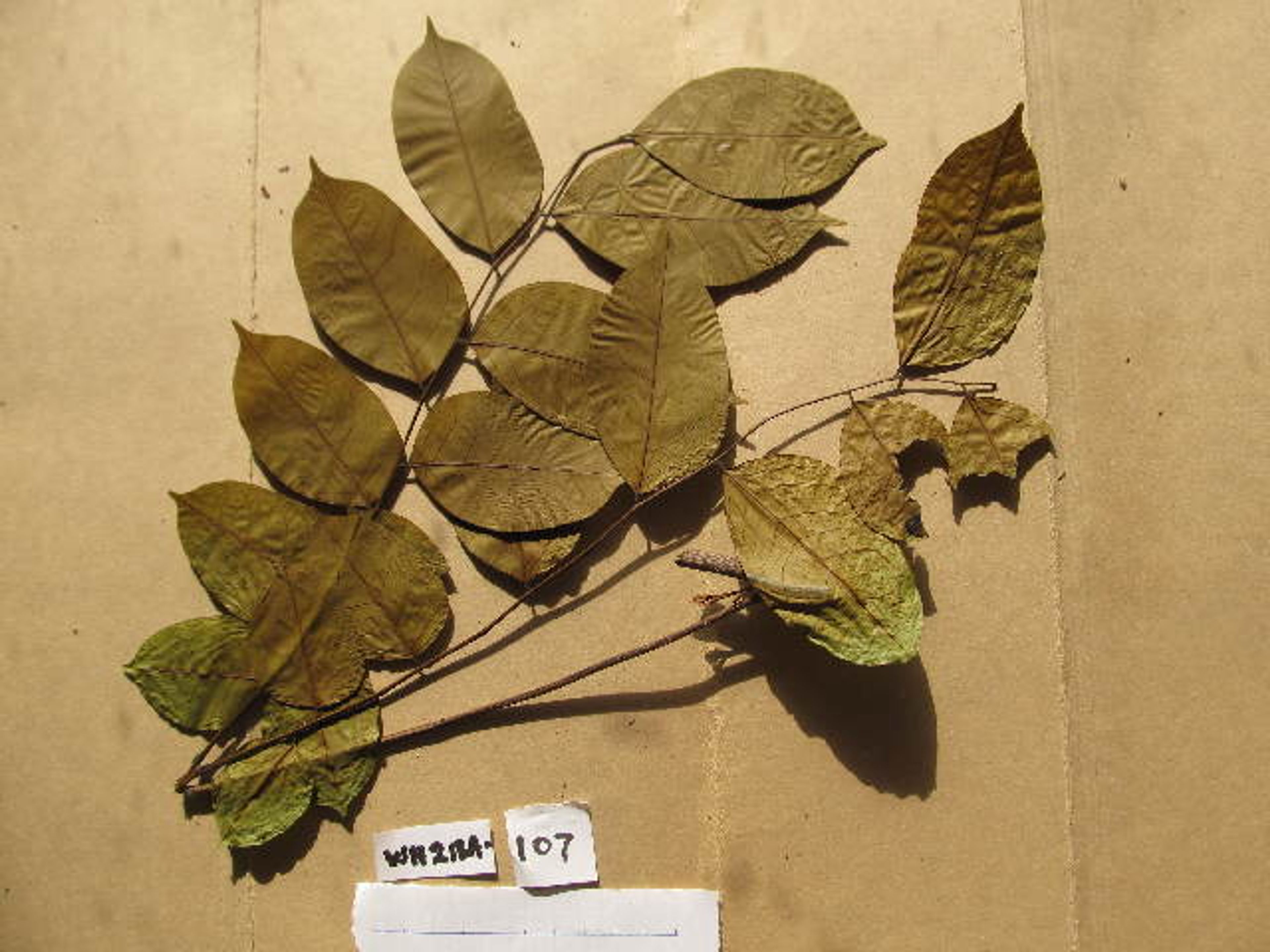 Erythrophleum ivorense - 57