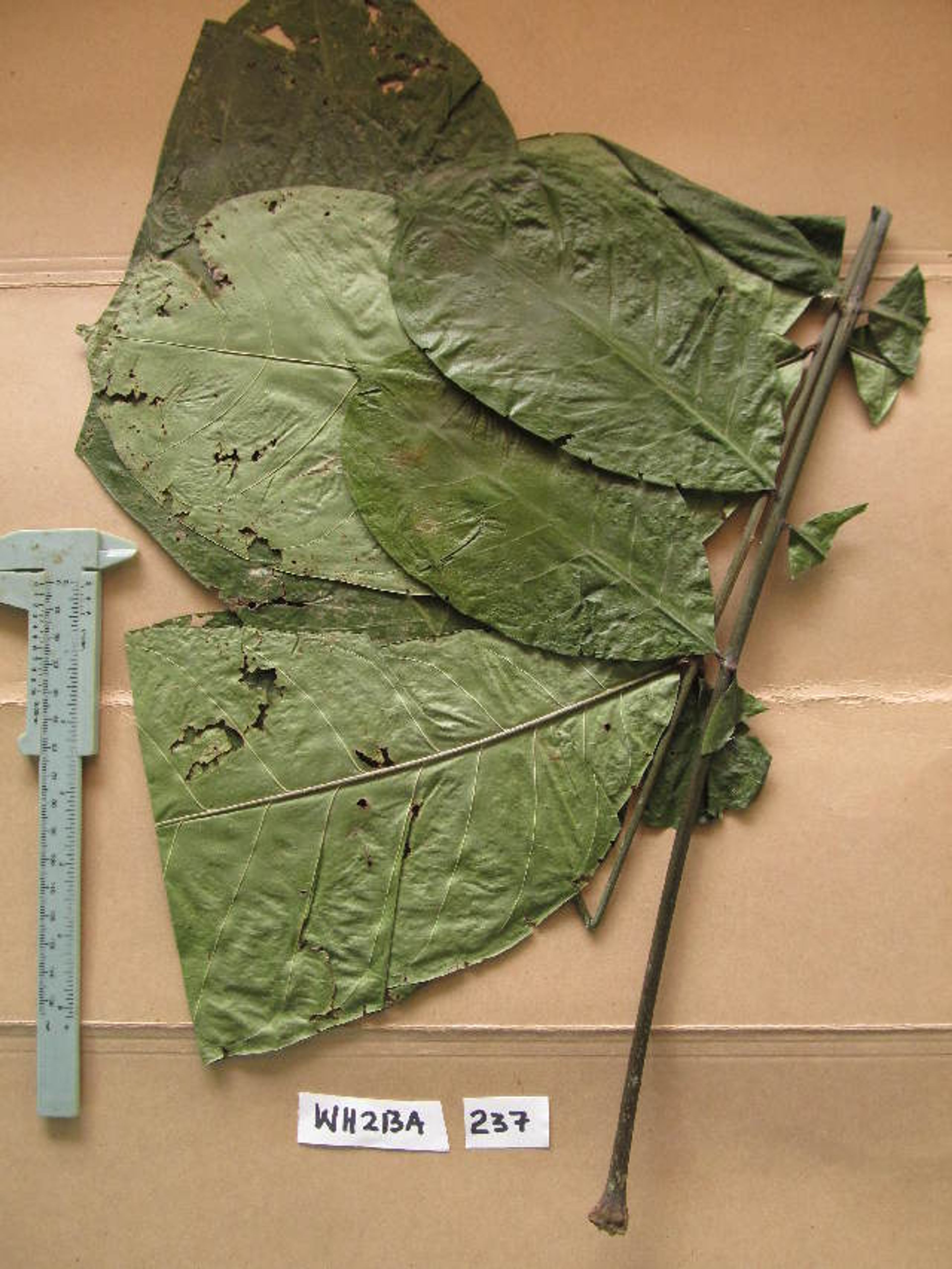 Entandrophragma angolense - 1