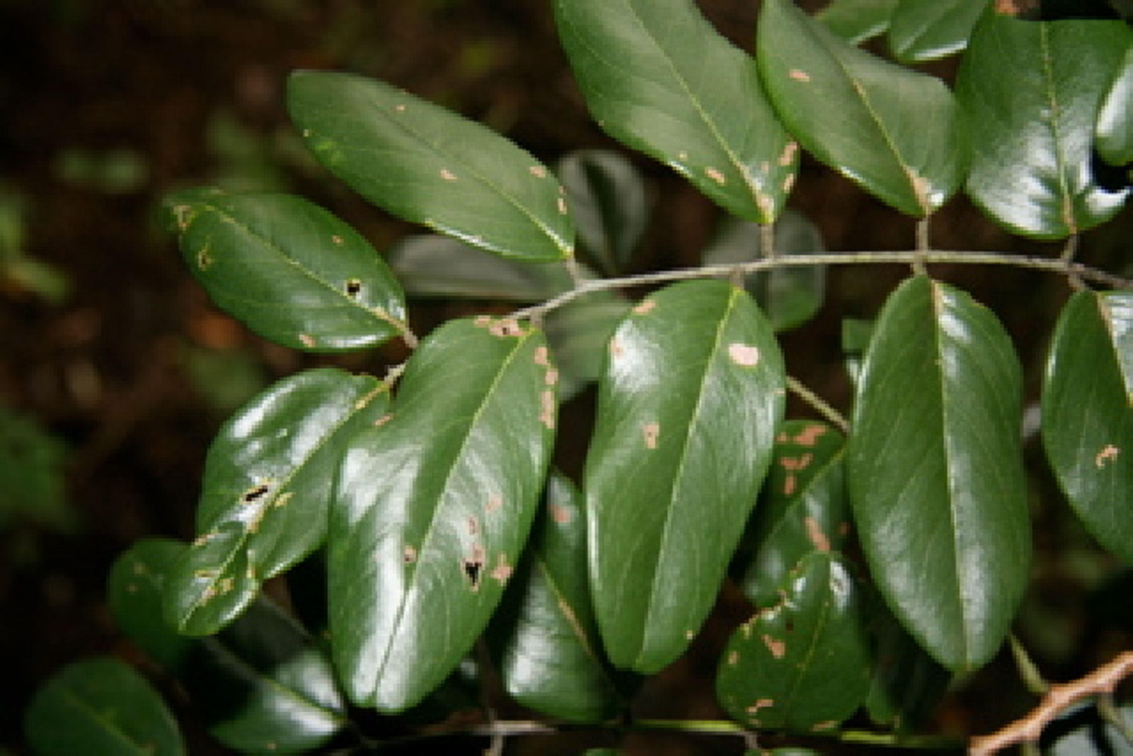 Dalbergia retusa - 116