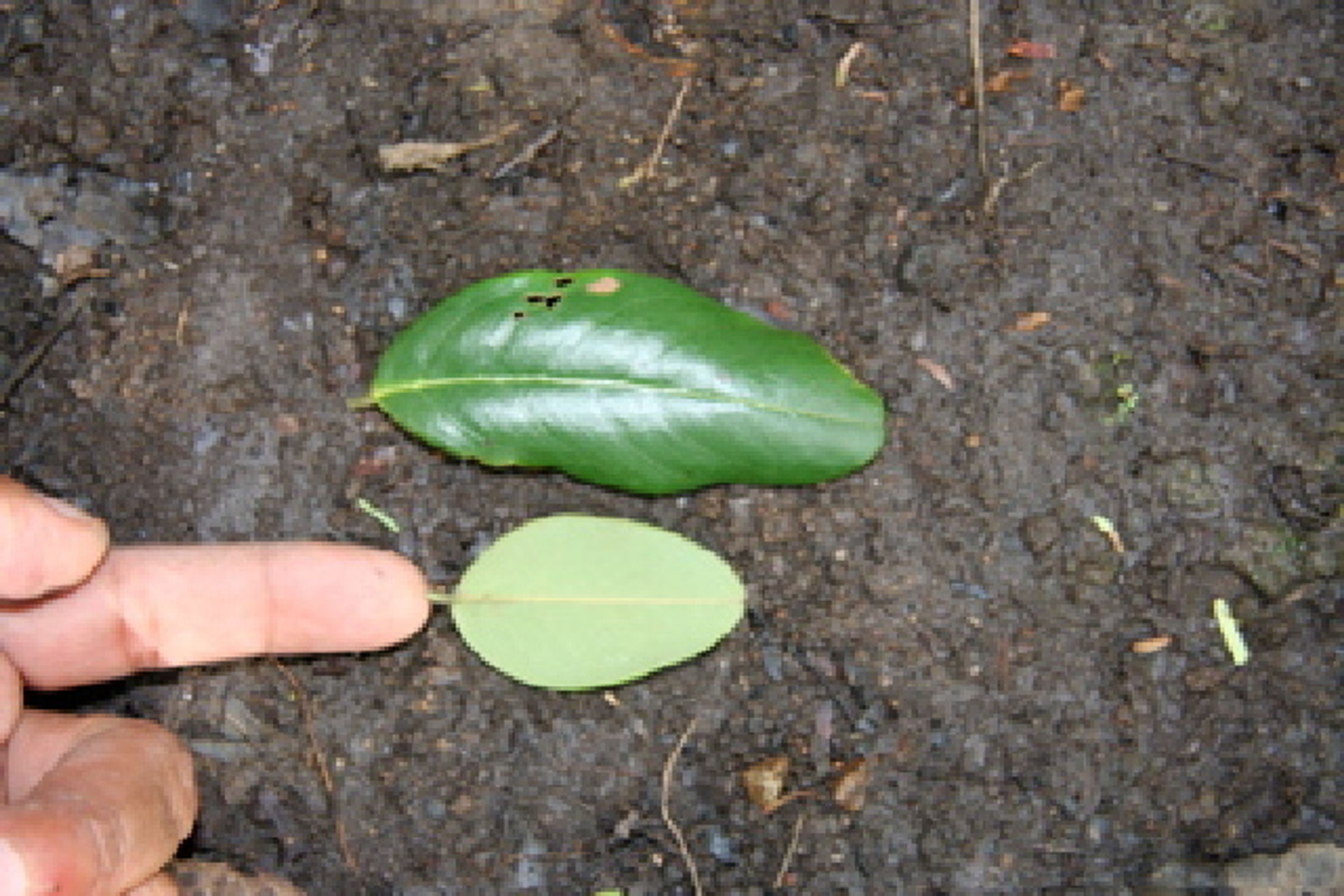 Dalbergia retusa - 140