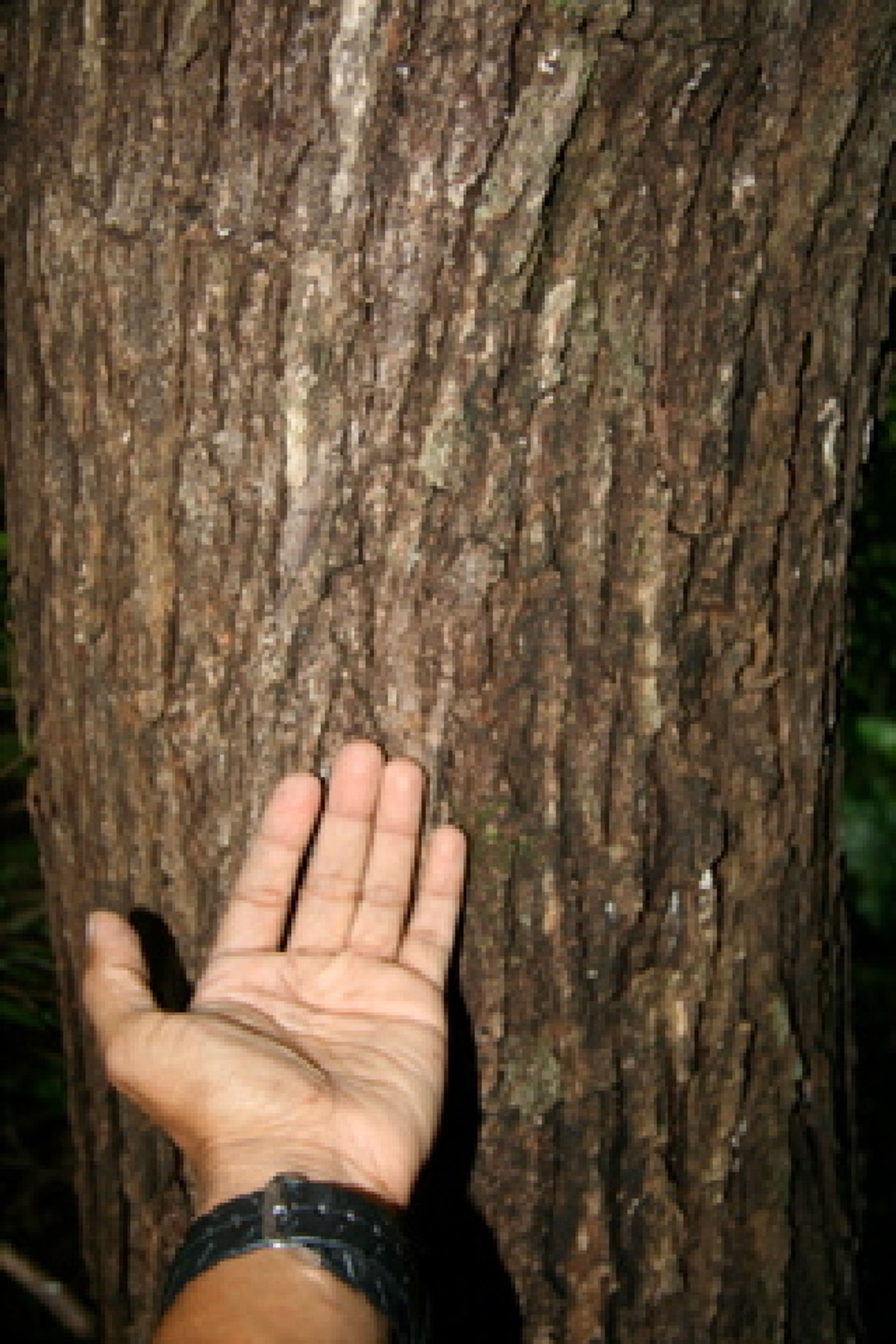 Dalbergia retusa - 69