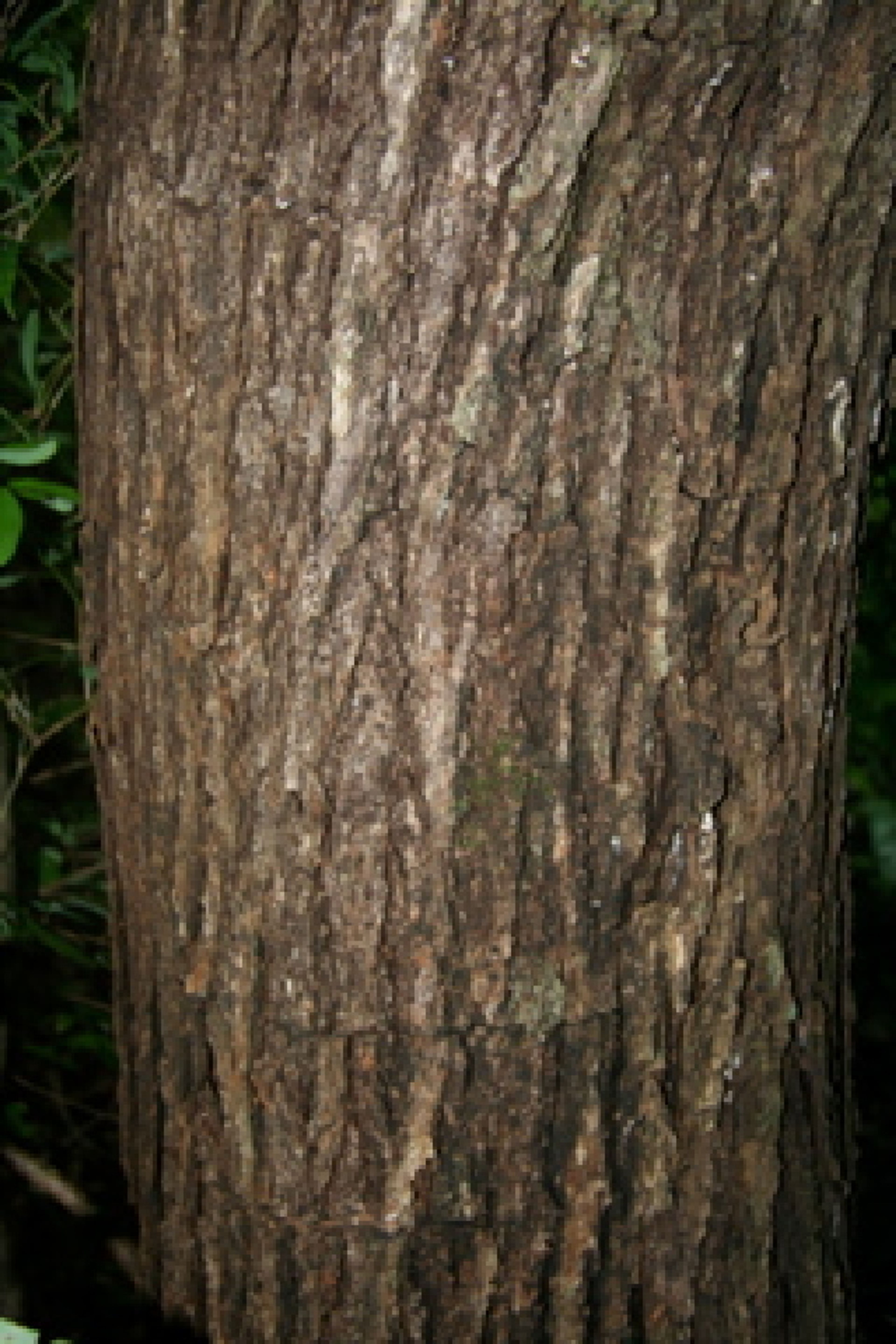 Dalbergia retusa - 137