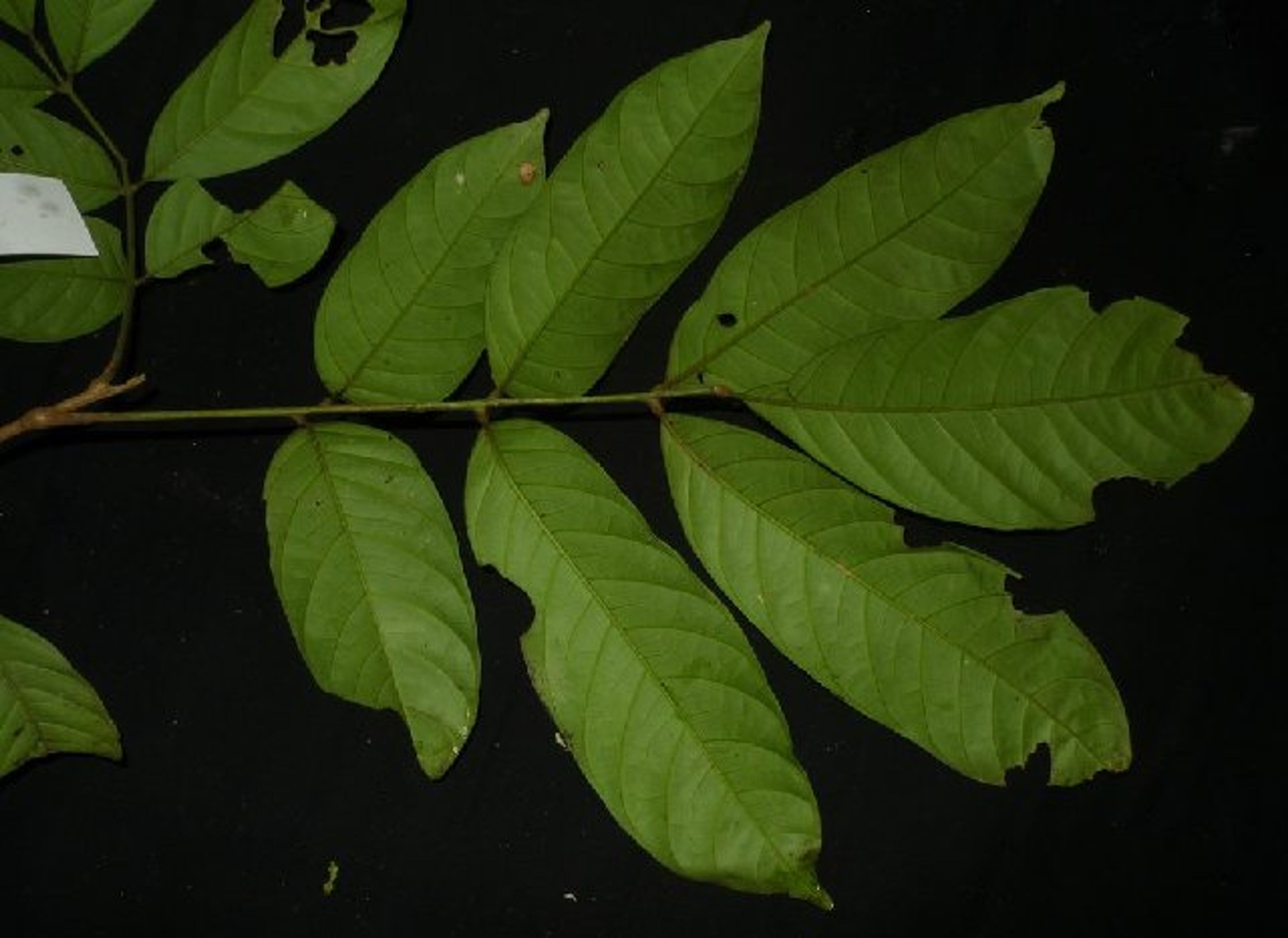 Lansium domesticum - 58