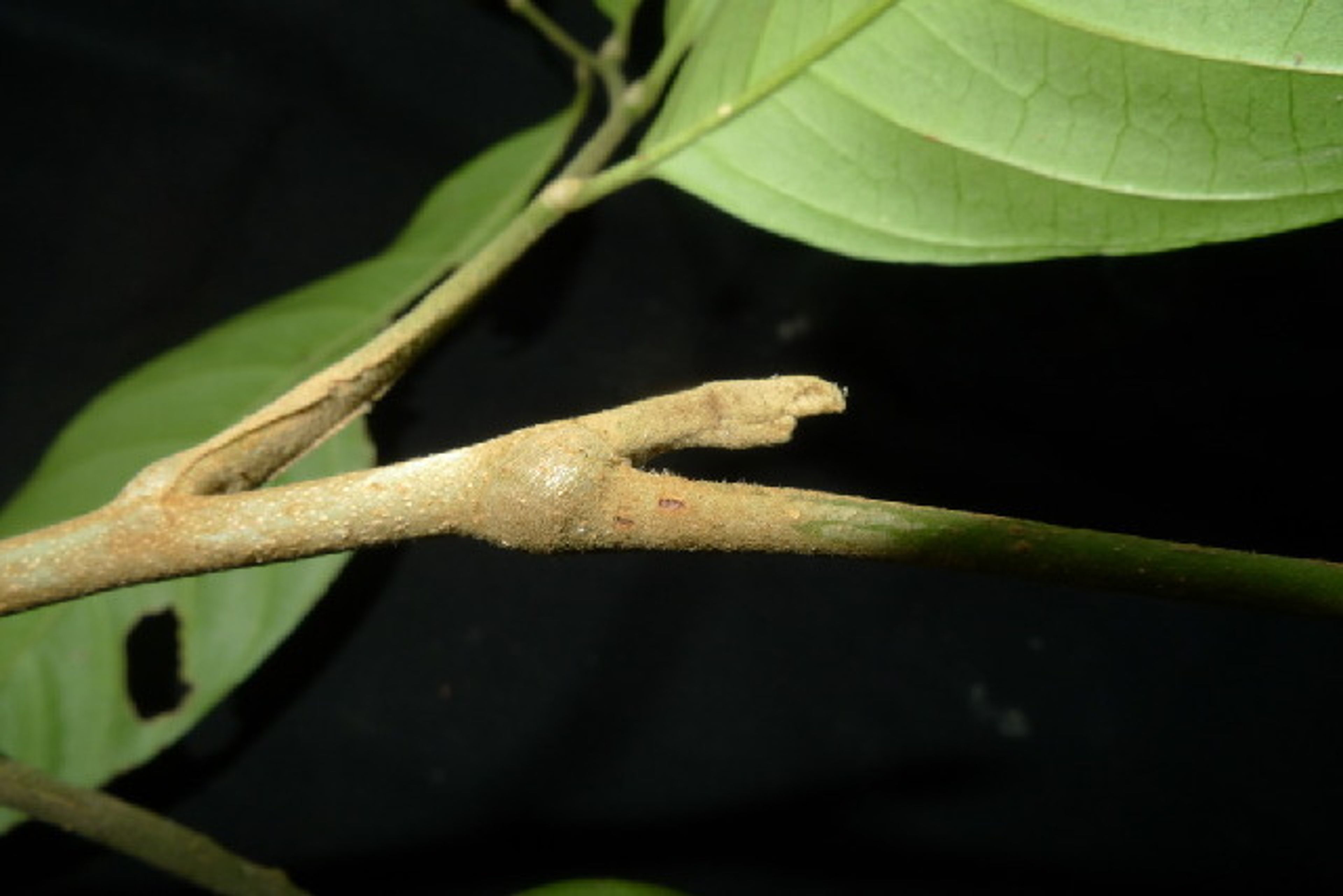 Lansium domesticum - 78