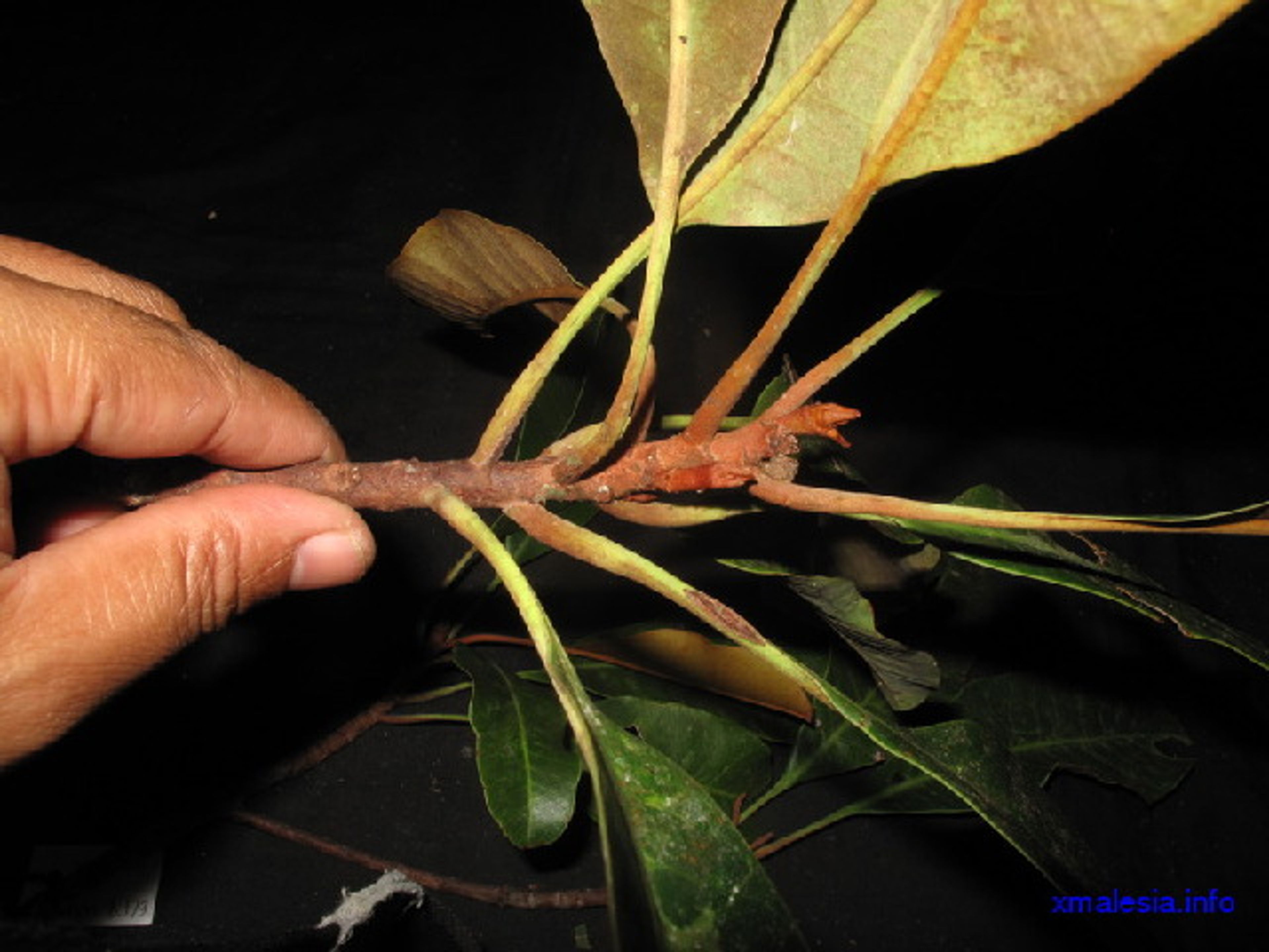 Palaquium gutta - 95