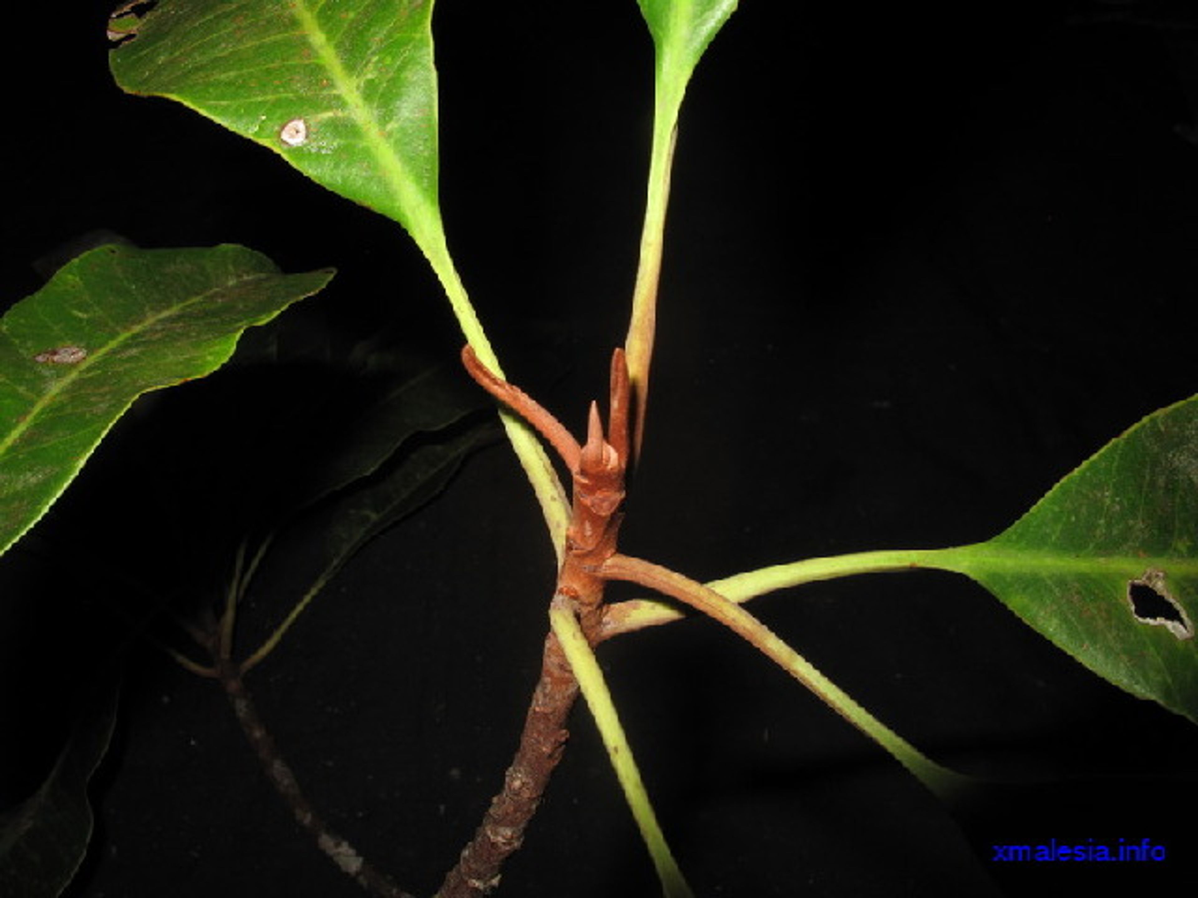 Palaquium gutta - 40