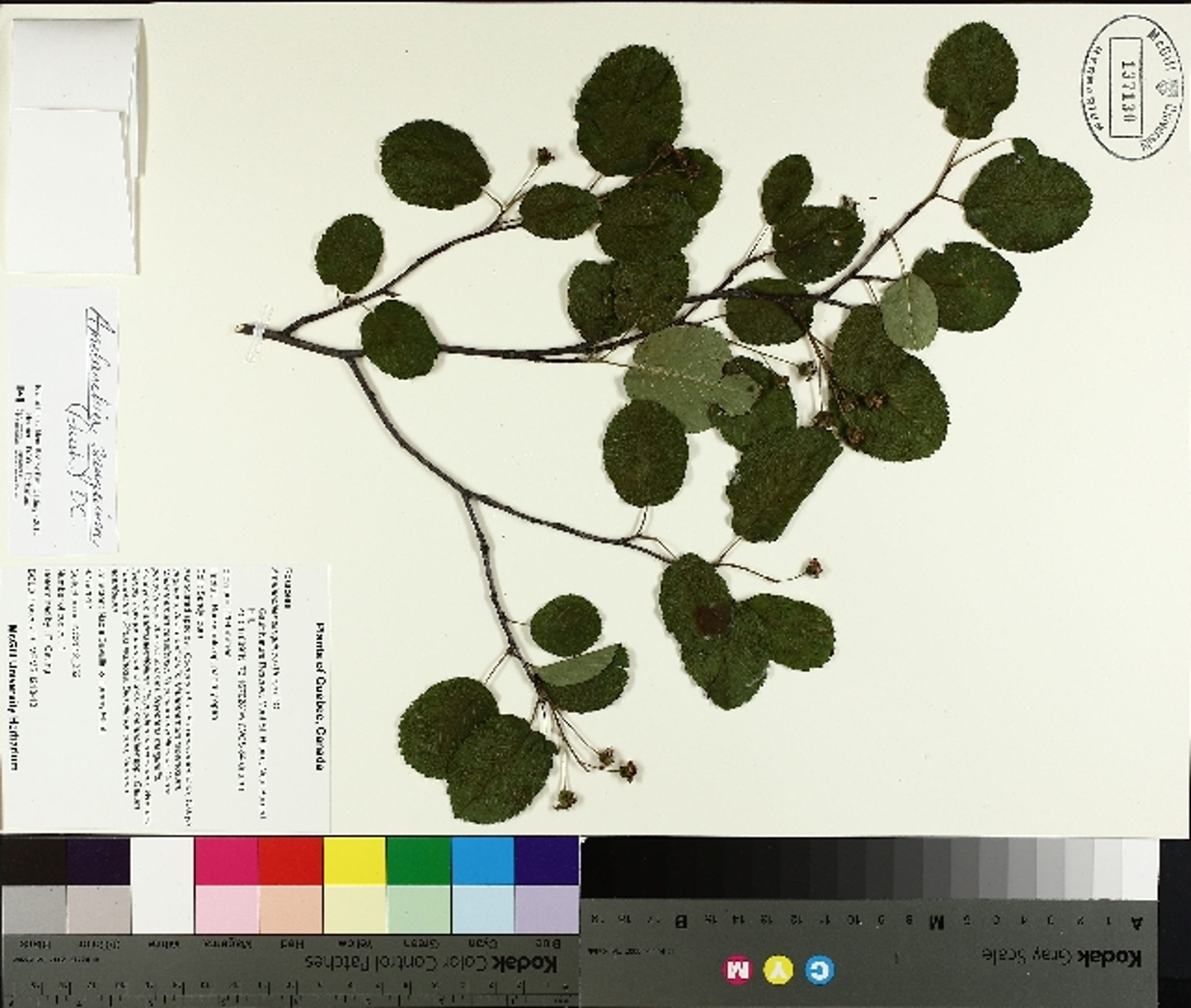 Amelanchier sanguinea - 14