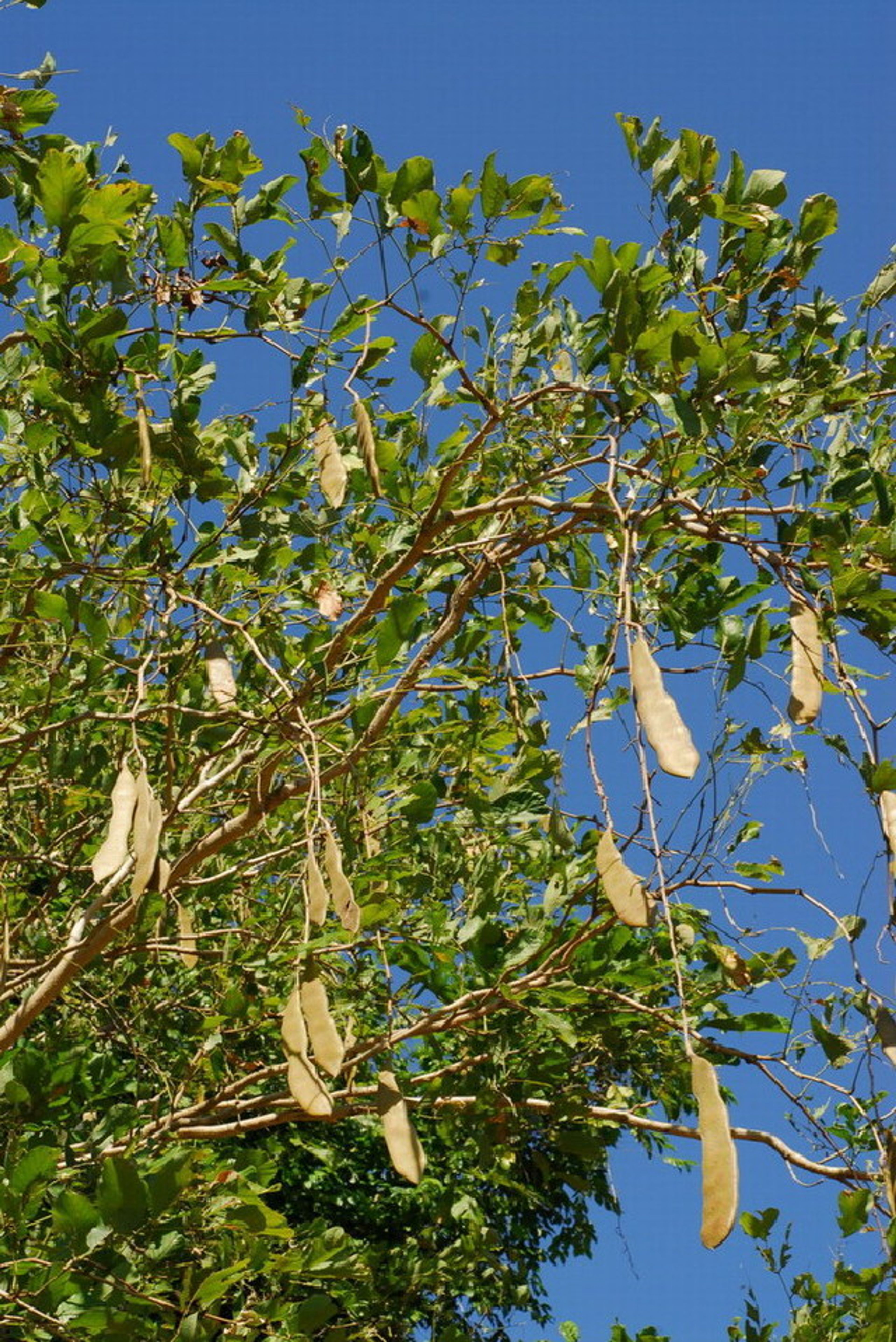 Millettia stuhlmannii - 2