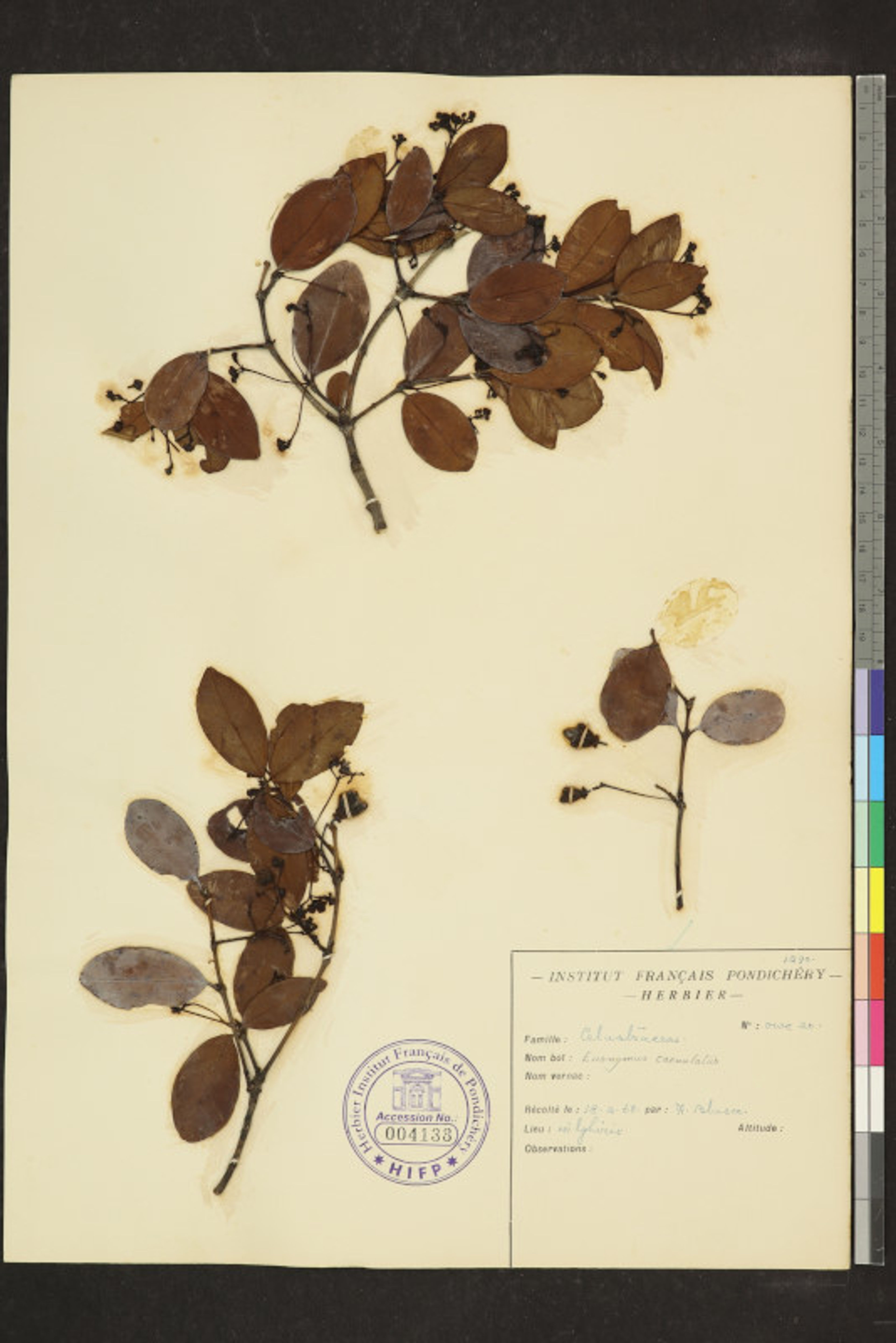 Euonymus crenulatus - 41