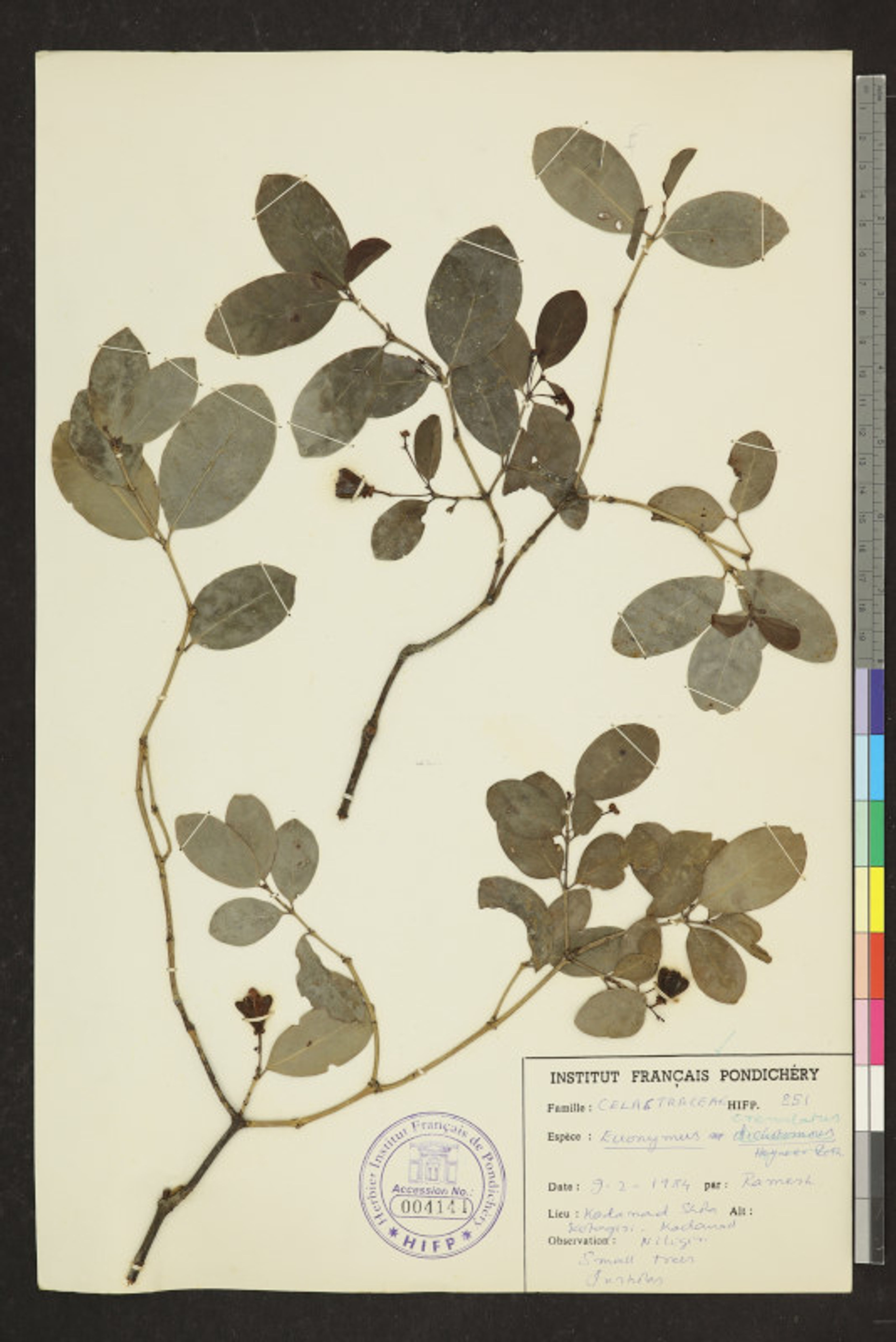 Euonymus crenulatus - 46