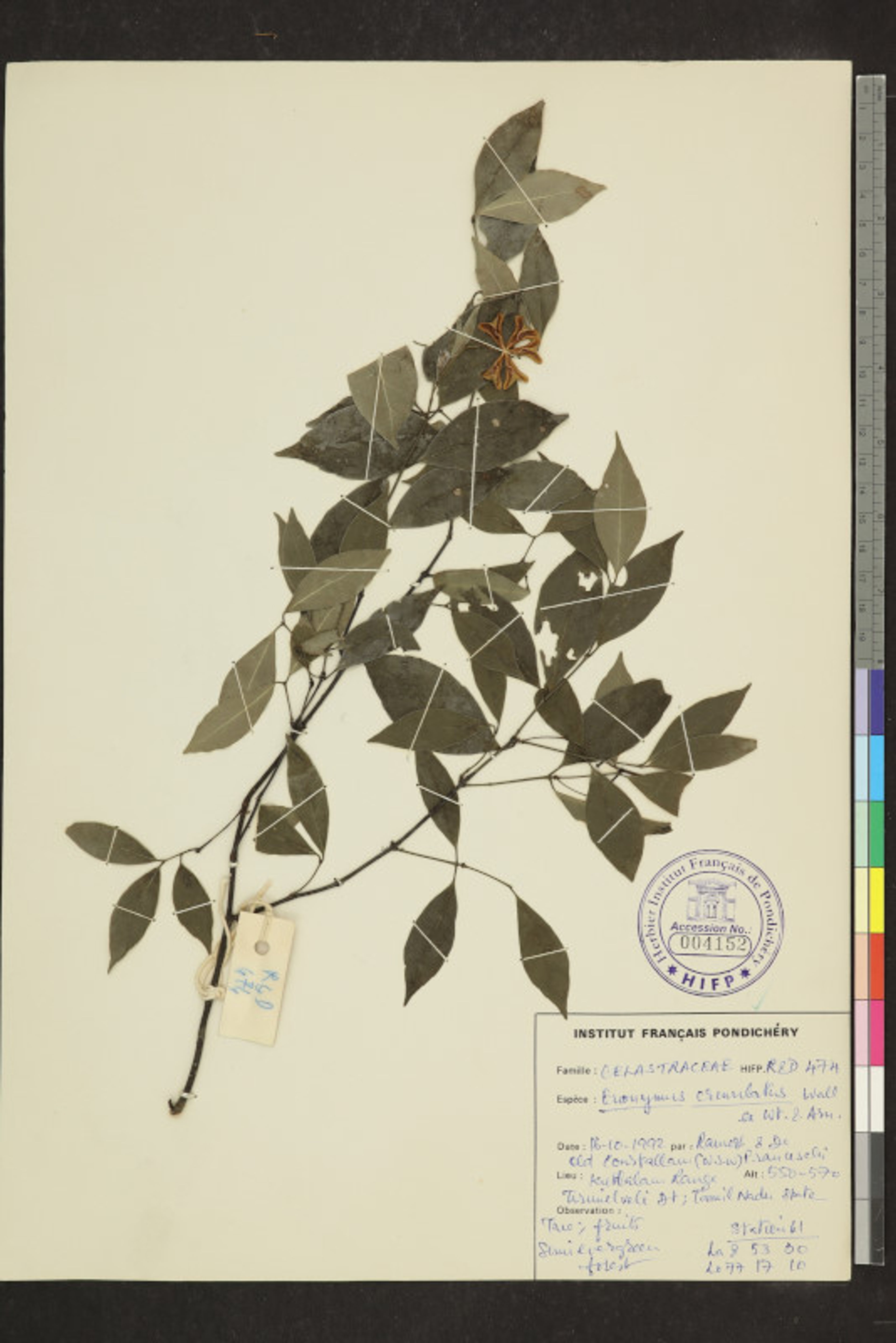 Euonymus crenulatus - 57