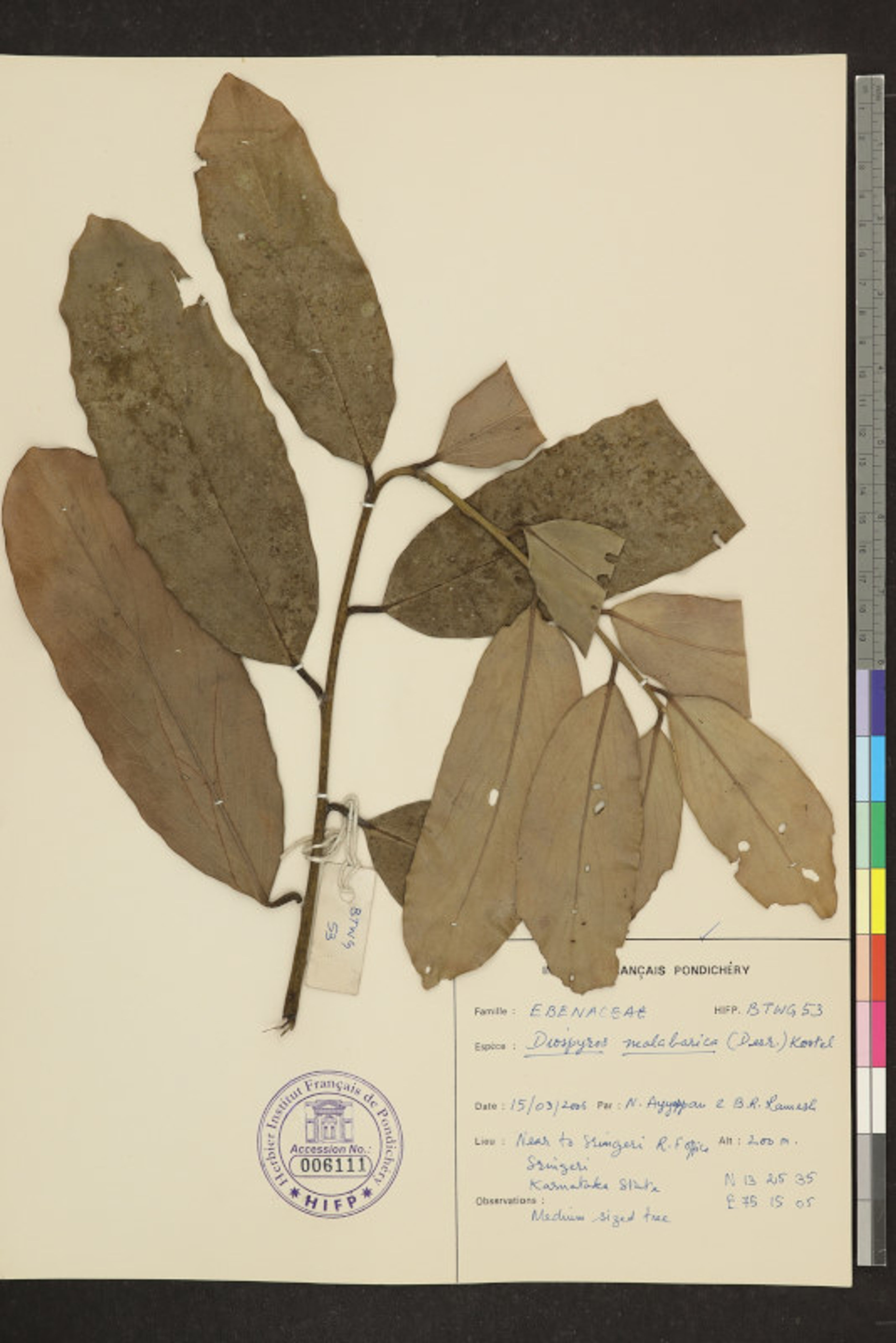 Diospyros malabarica - 104