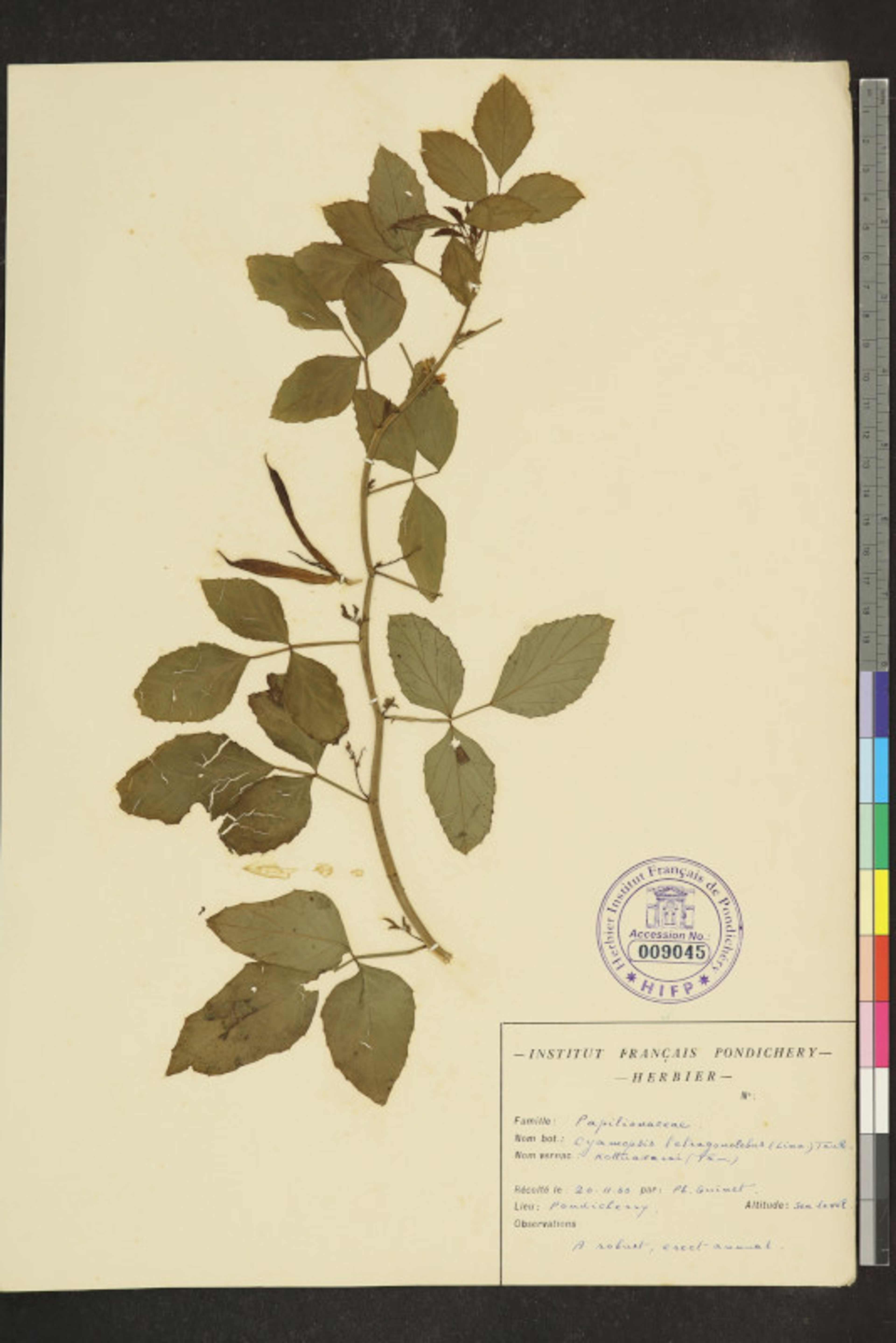 Cyamopsis tetragonoloba - 41