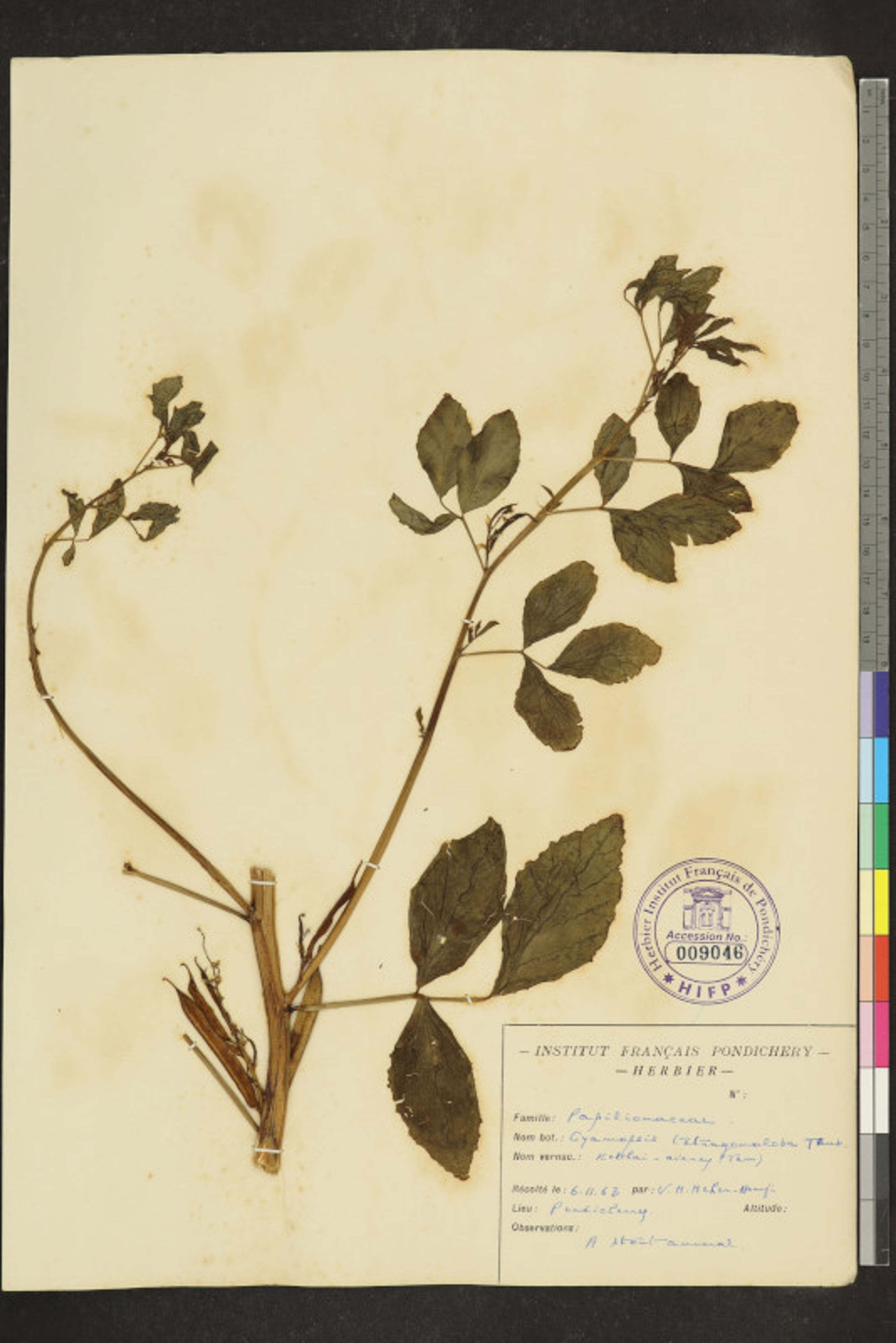 Cyamopsis tetragonoloba - 59