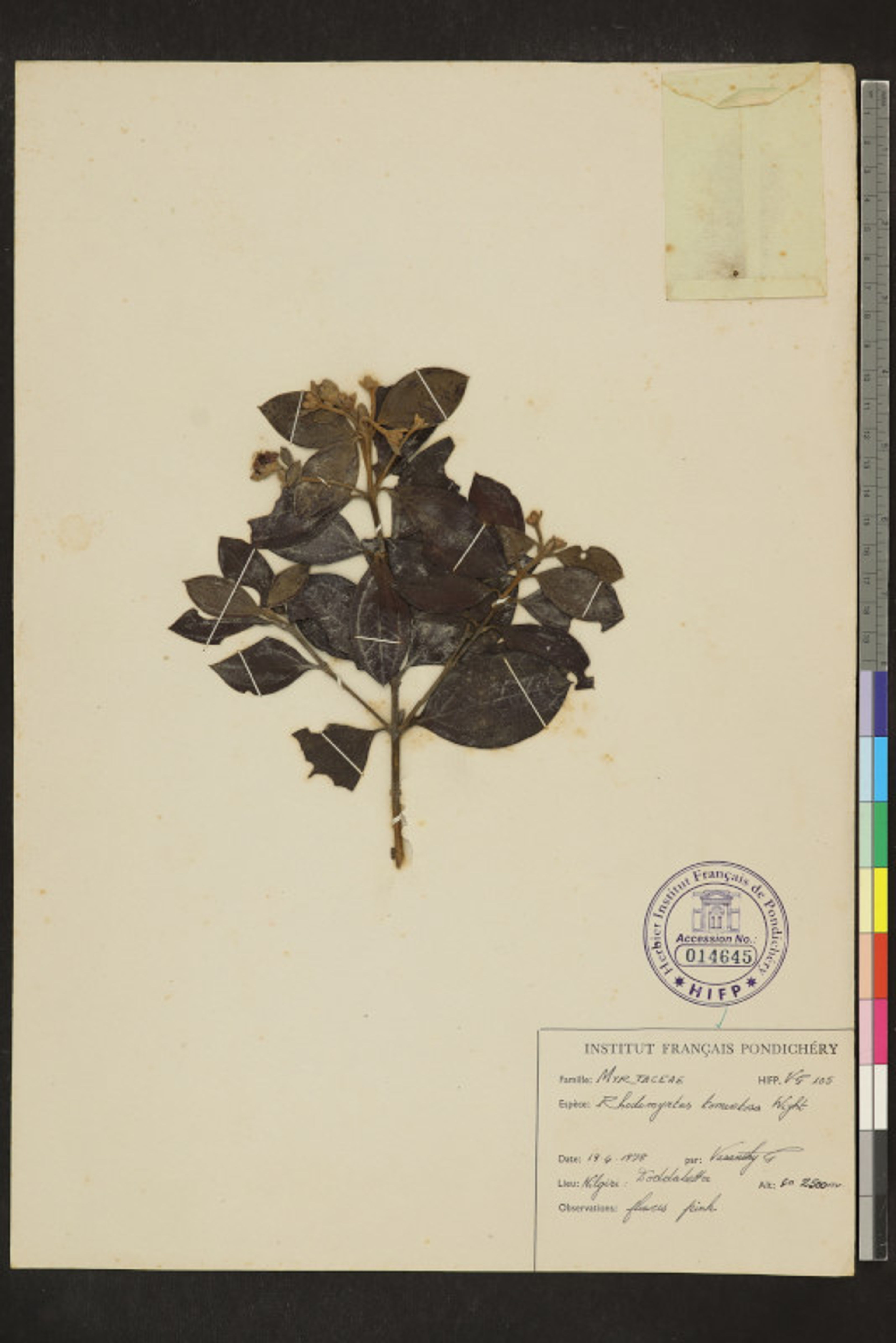 Rhodomyrtus tomentosa - 10