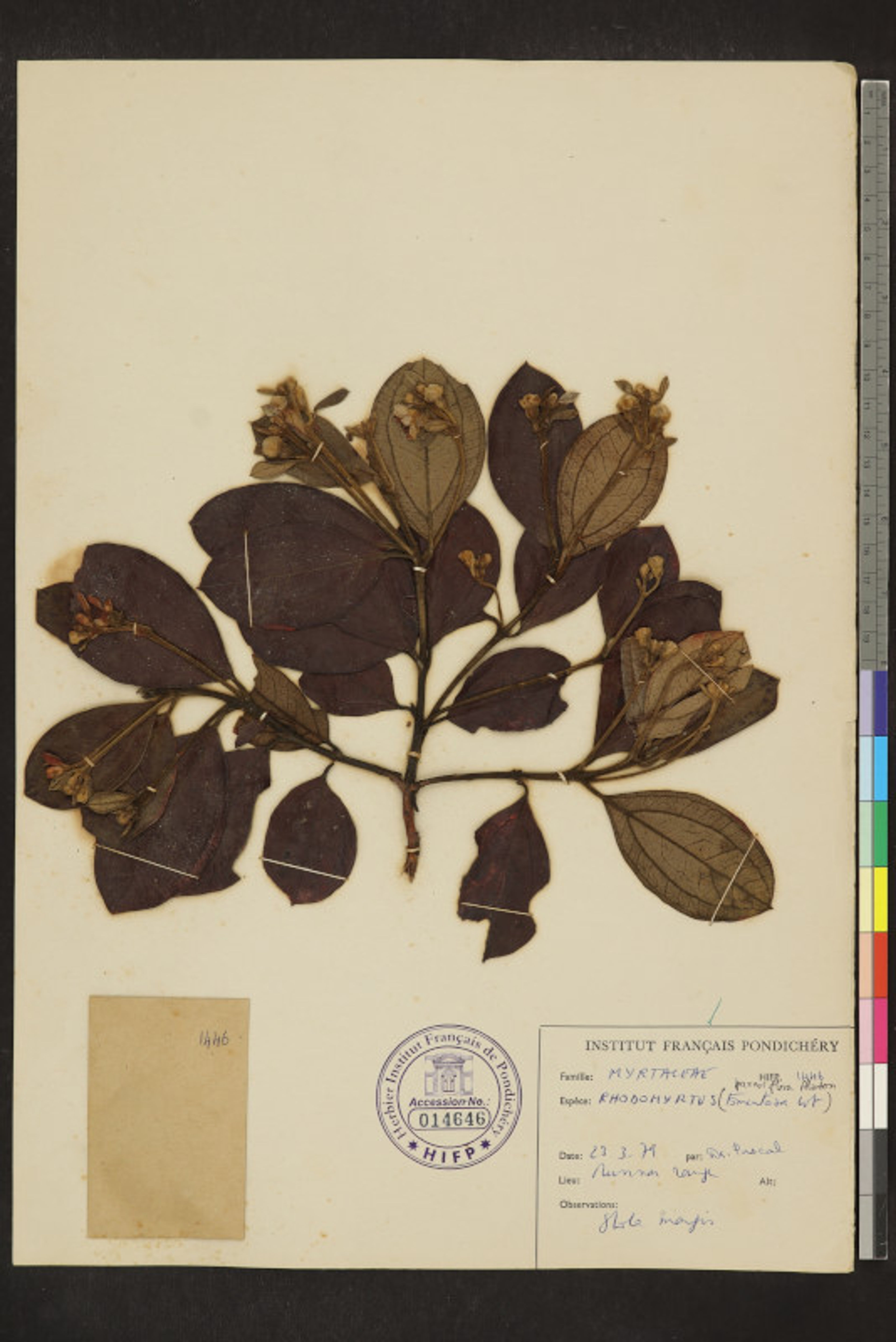 Rhodomyrtus tomentosa - 21