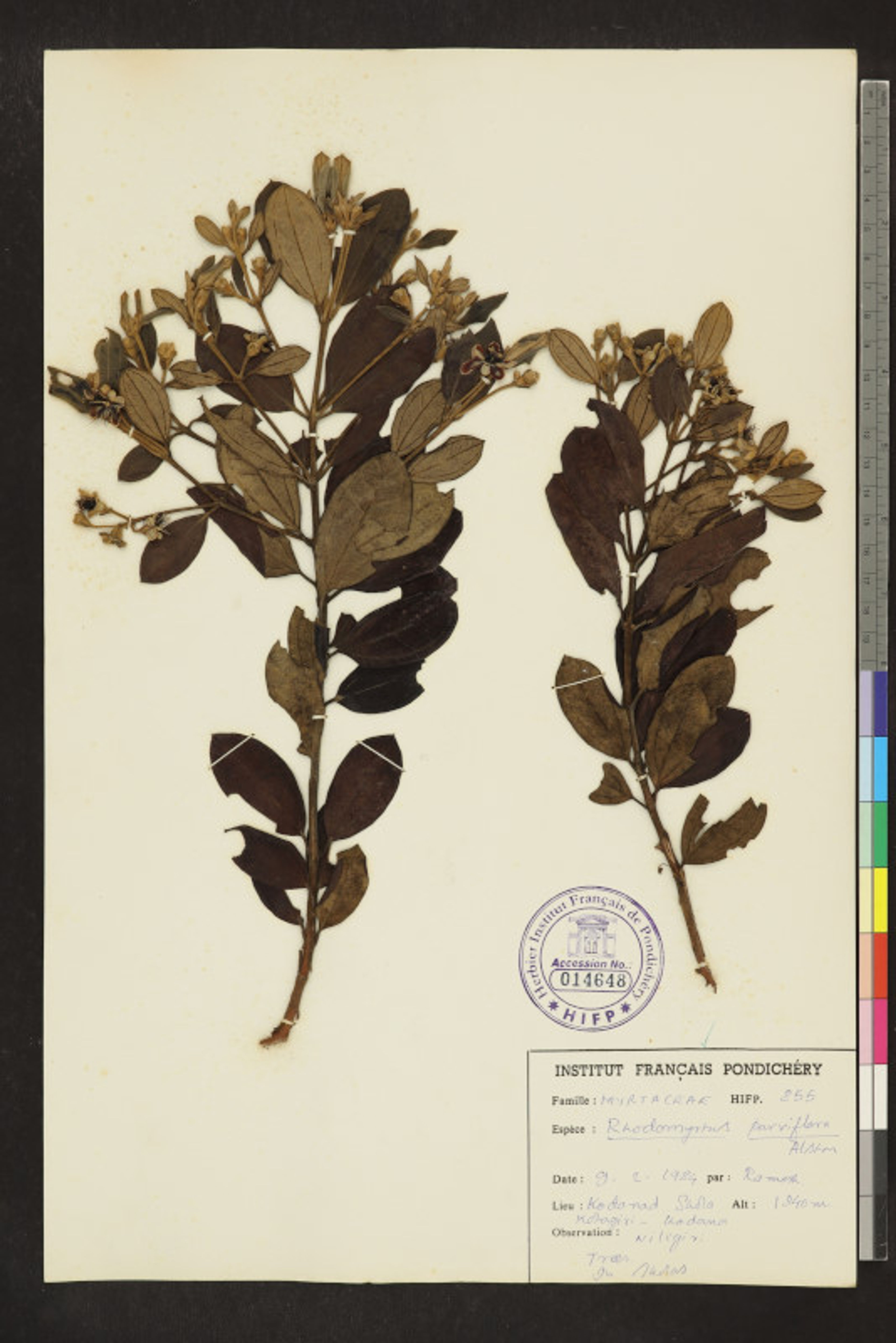 Rhodomyrtus tomentosa - 14