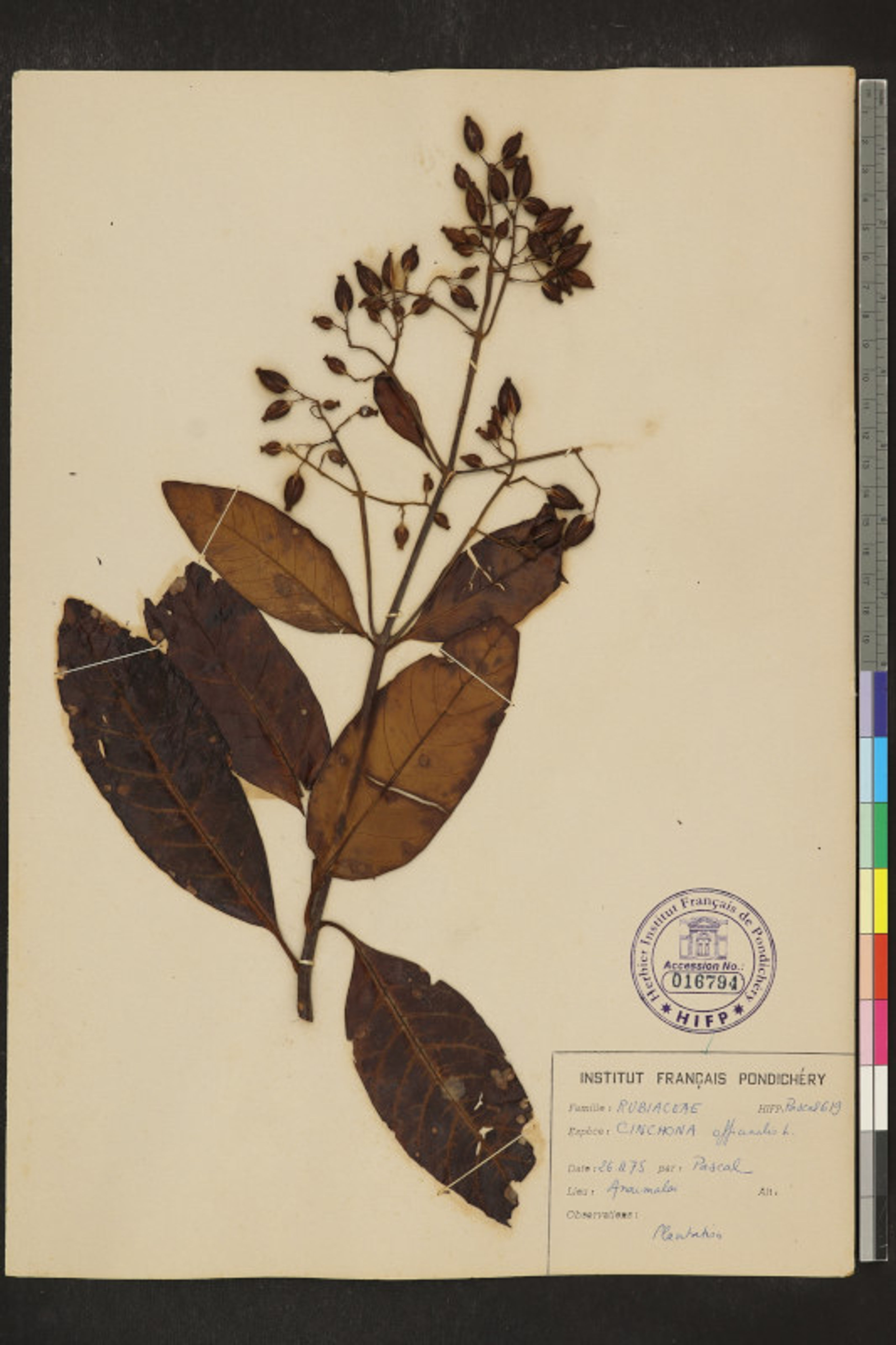 Cinchona officinalis - 13