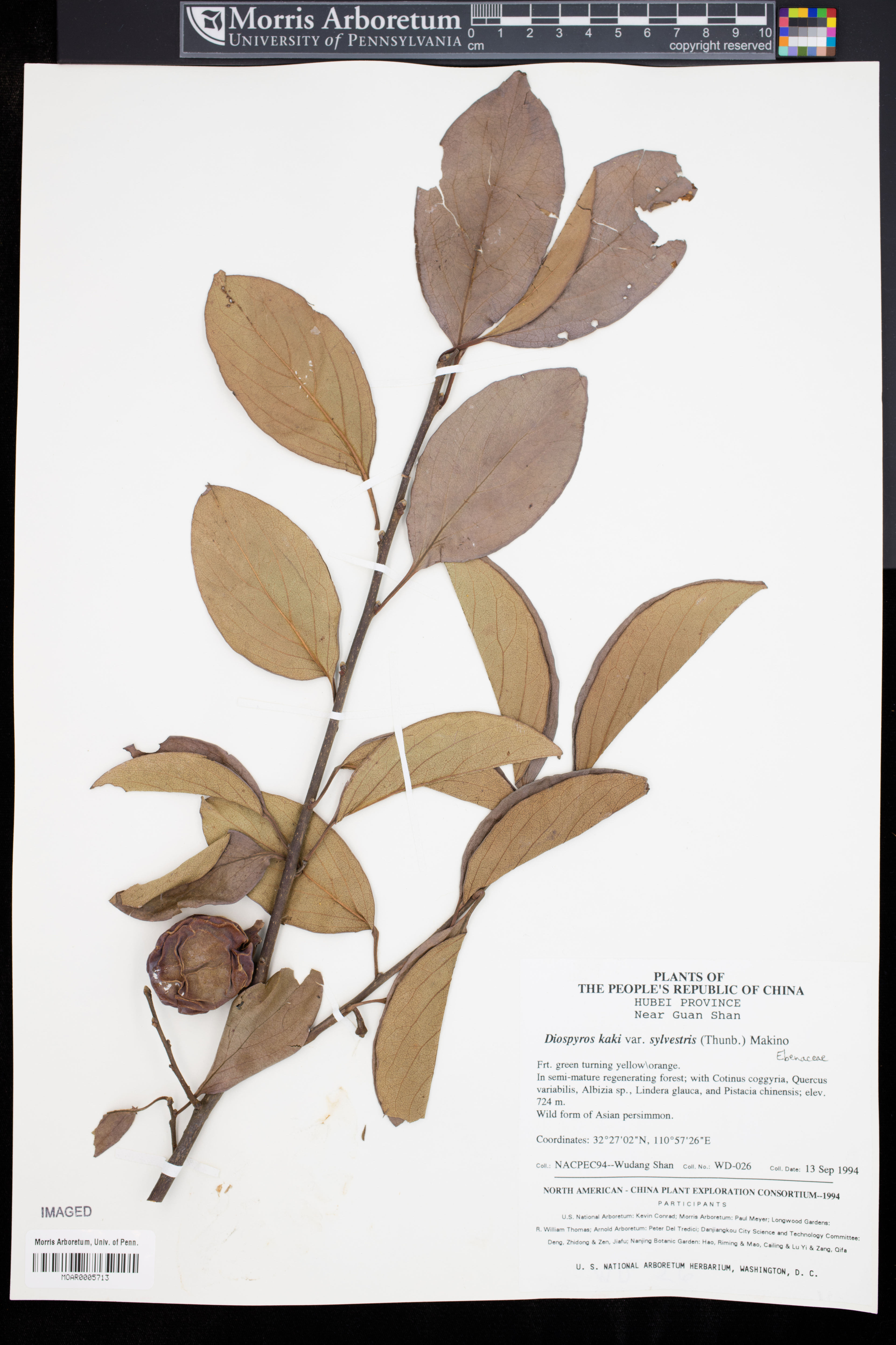 Diospyros kaki - 33