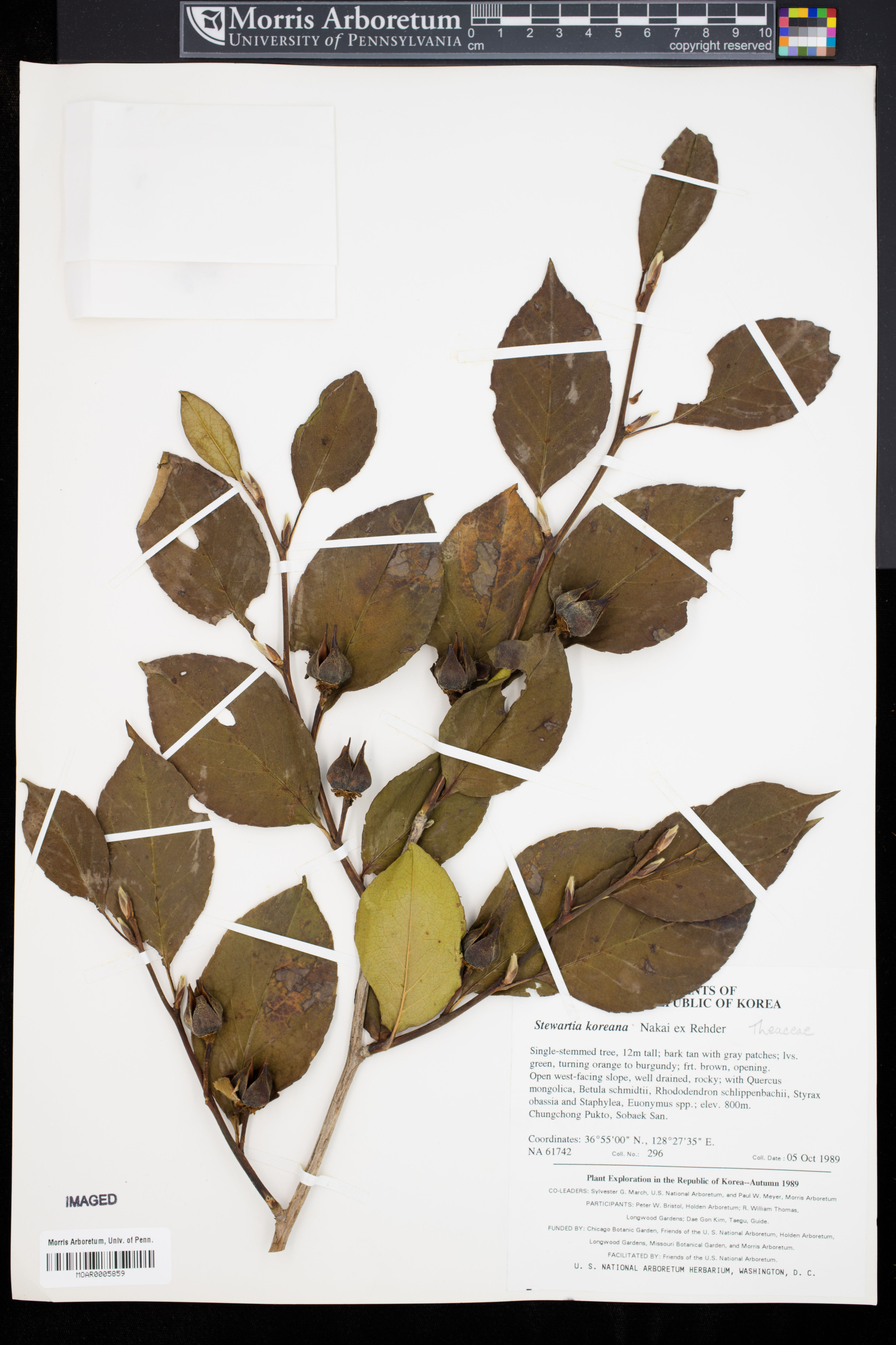 Stewartia pseudocamellia - 75