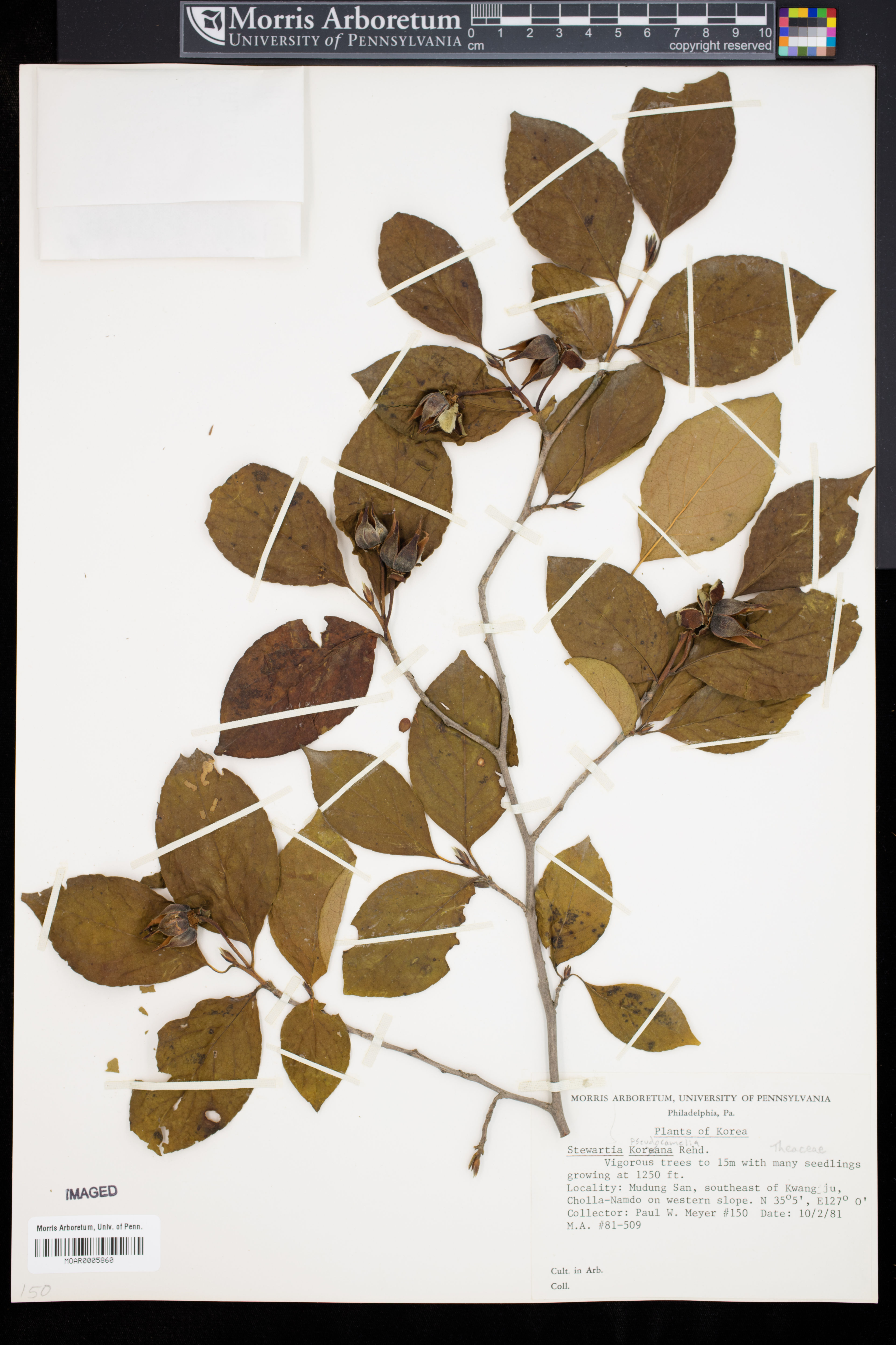 Stewartia pseudocamellia - 73