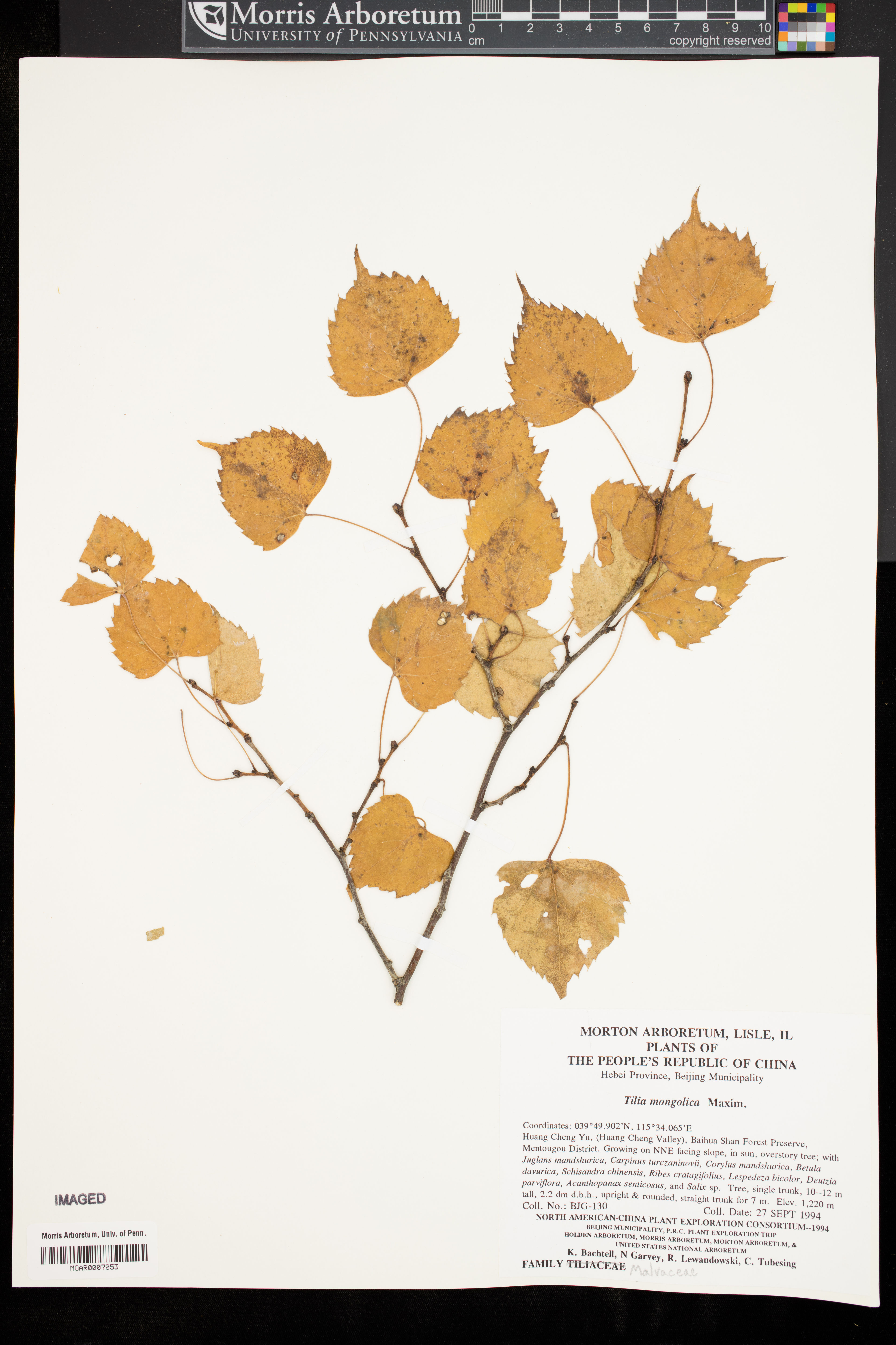 Tilia mongolica - 92