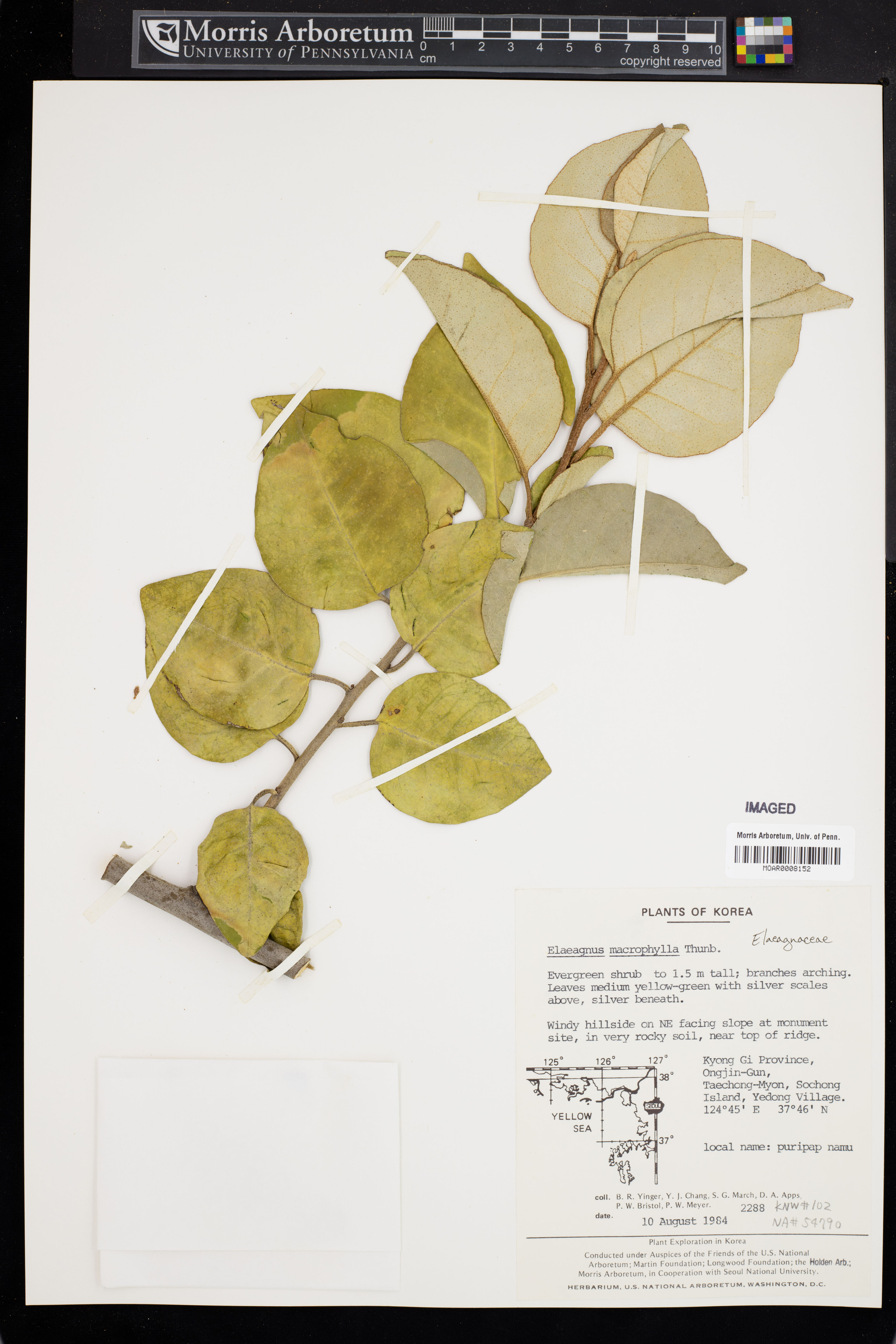 Elaeagnus macrophylla - 14