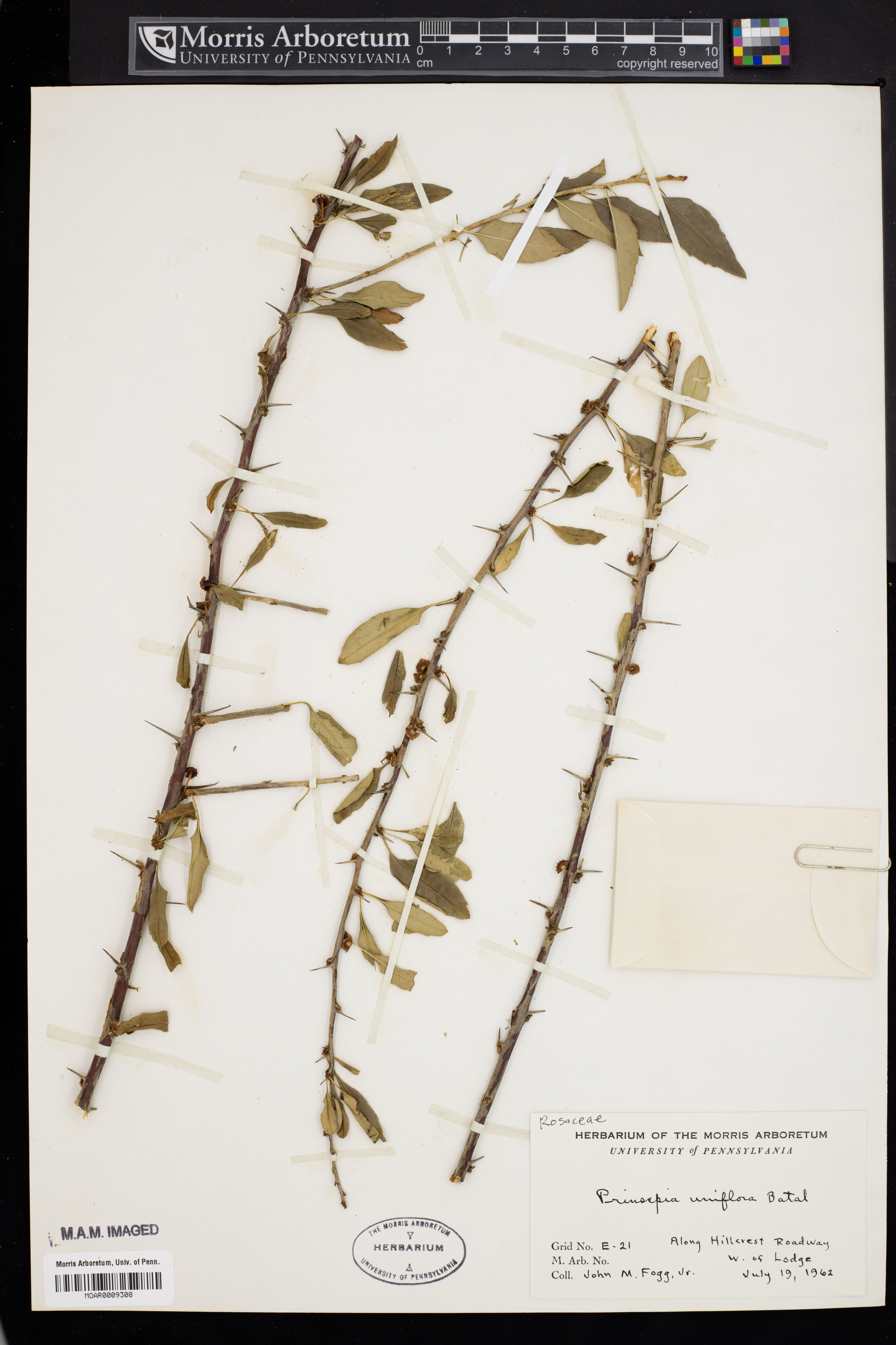 Prinsepia uniflora - 42