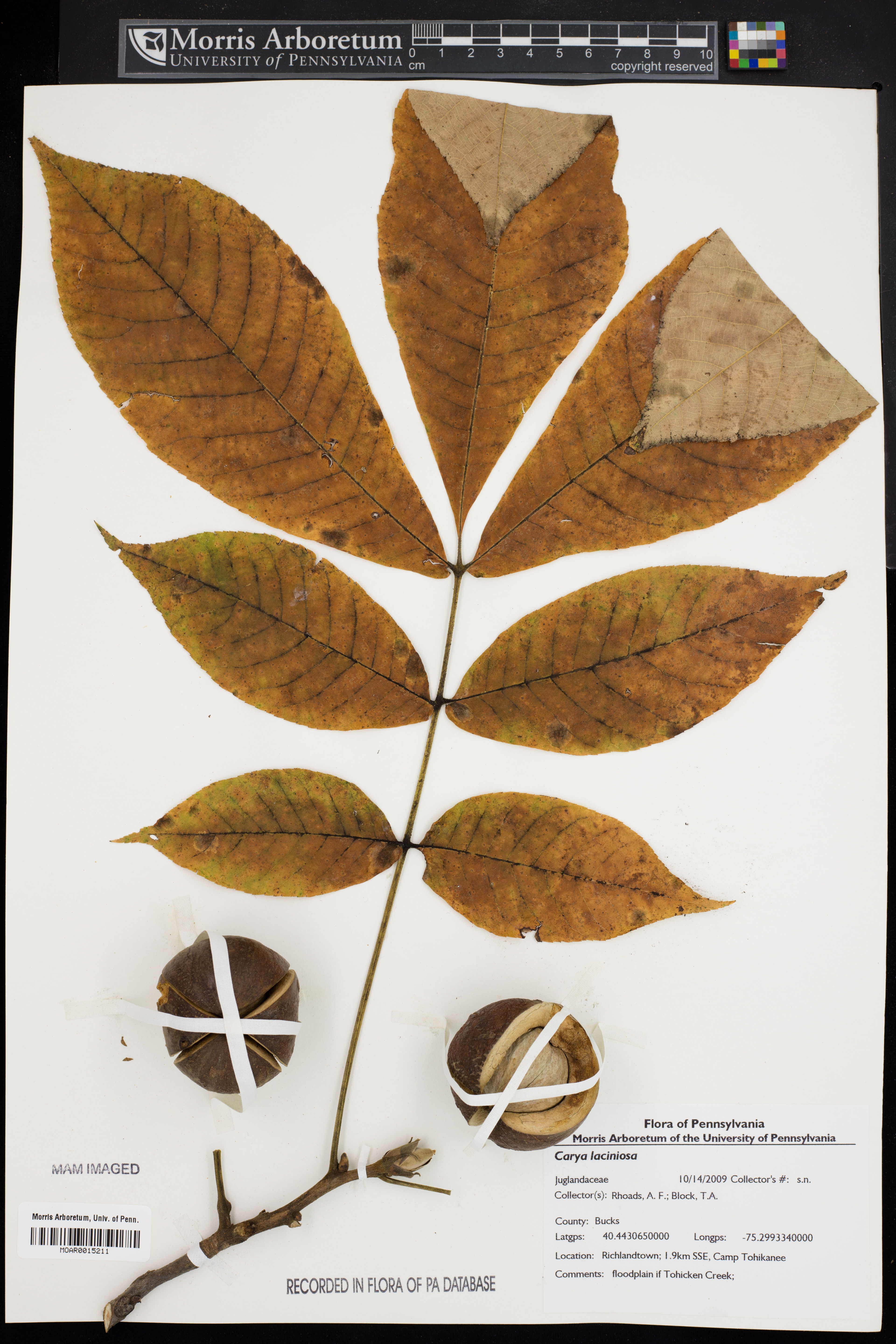 Carya laciniosa - 29