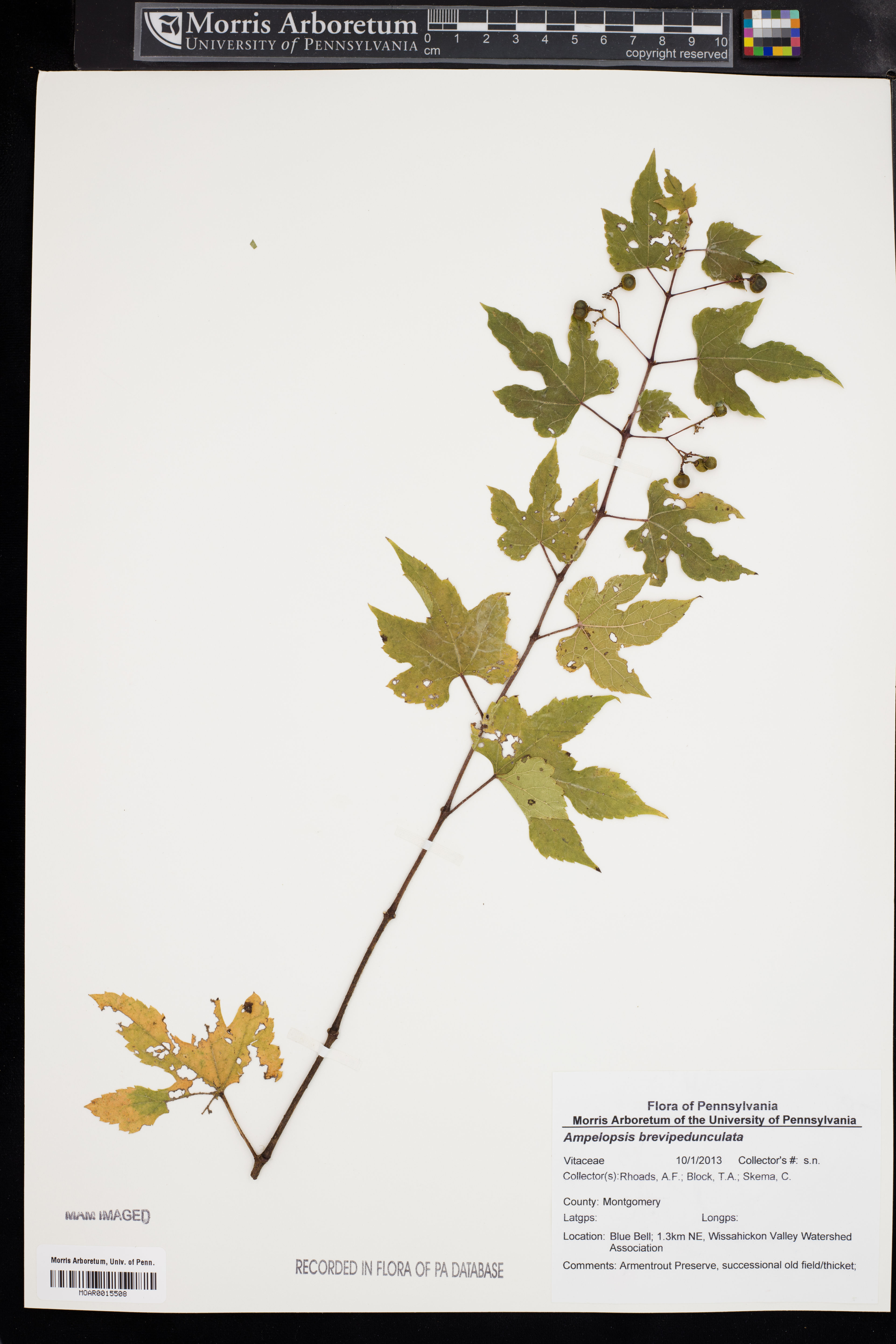 Ampelopsis brevipedunculata - 95