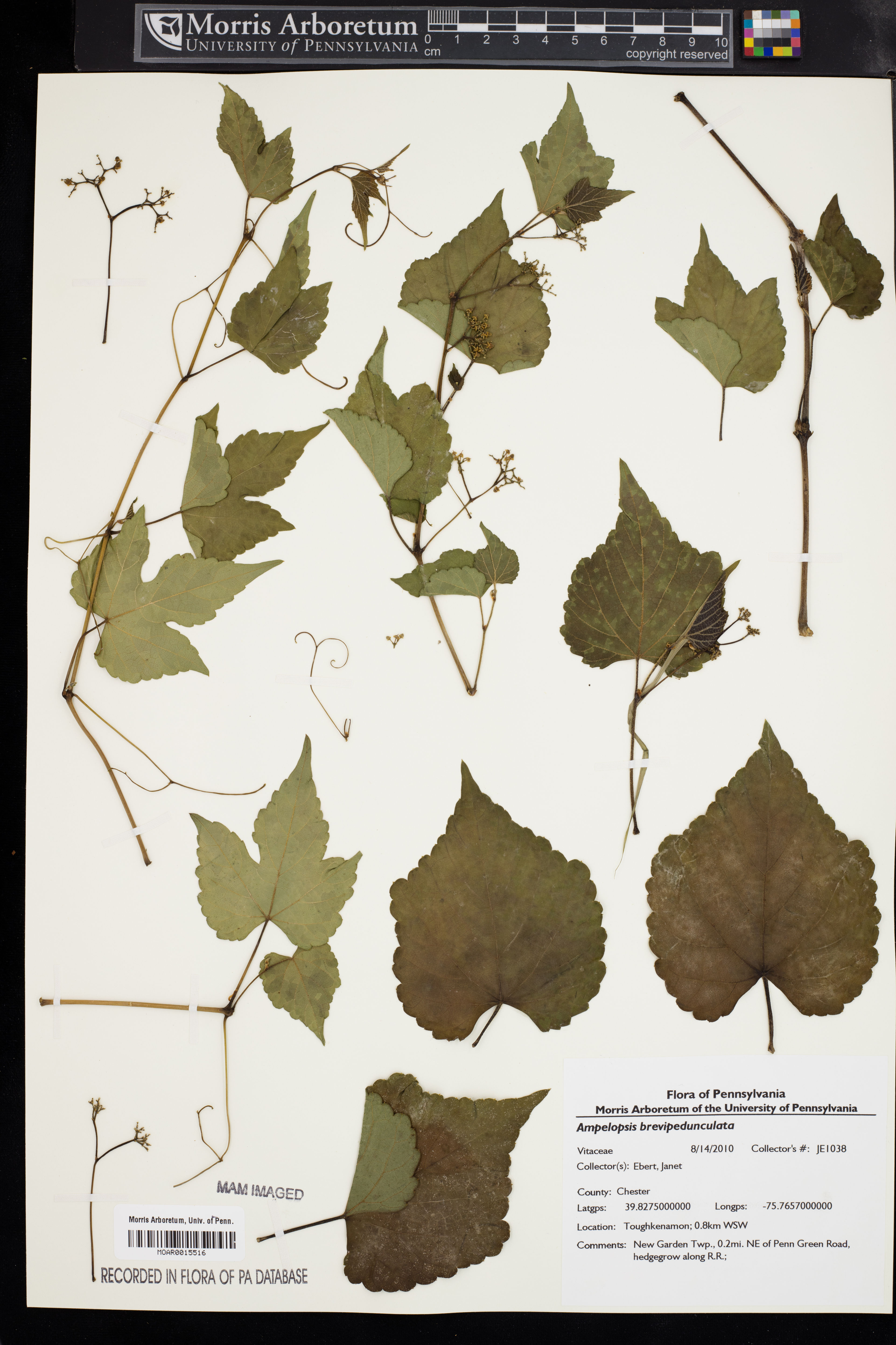 Ampelopsis brevipedunculata - 62