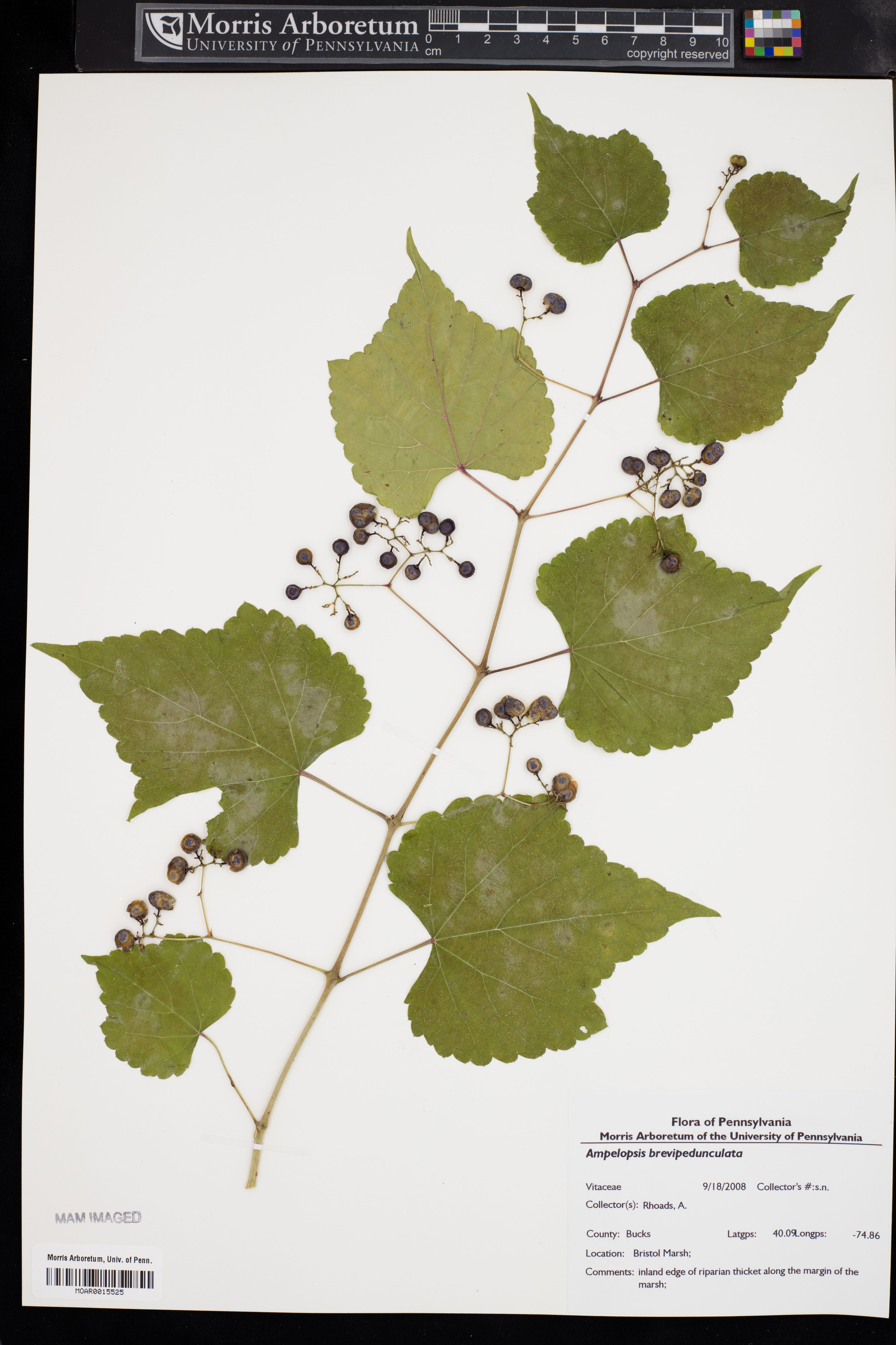 Ampelopsis brevipedunculata - 20