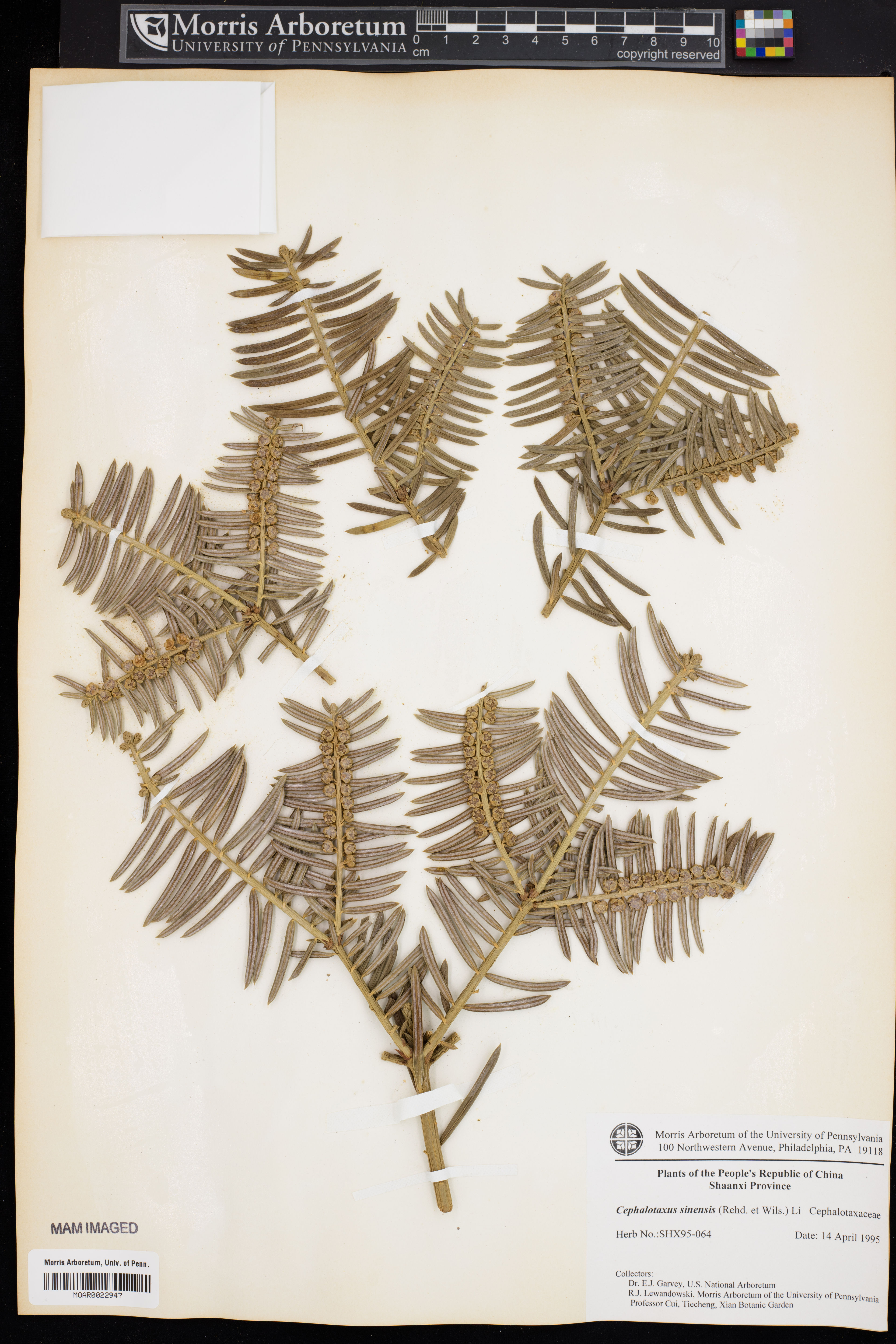 Cephalotaxus sinensis - 31