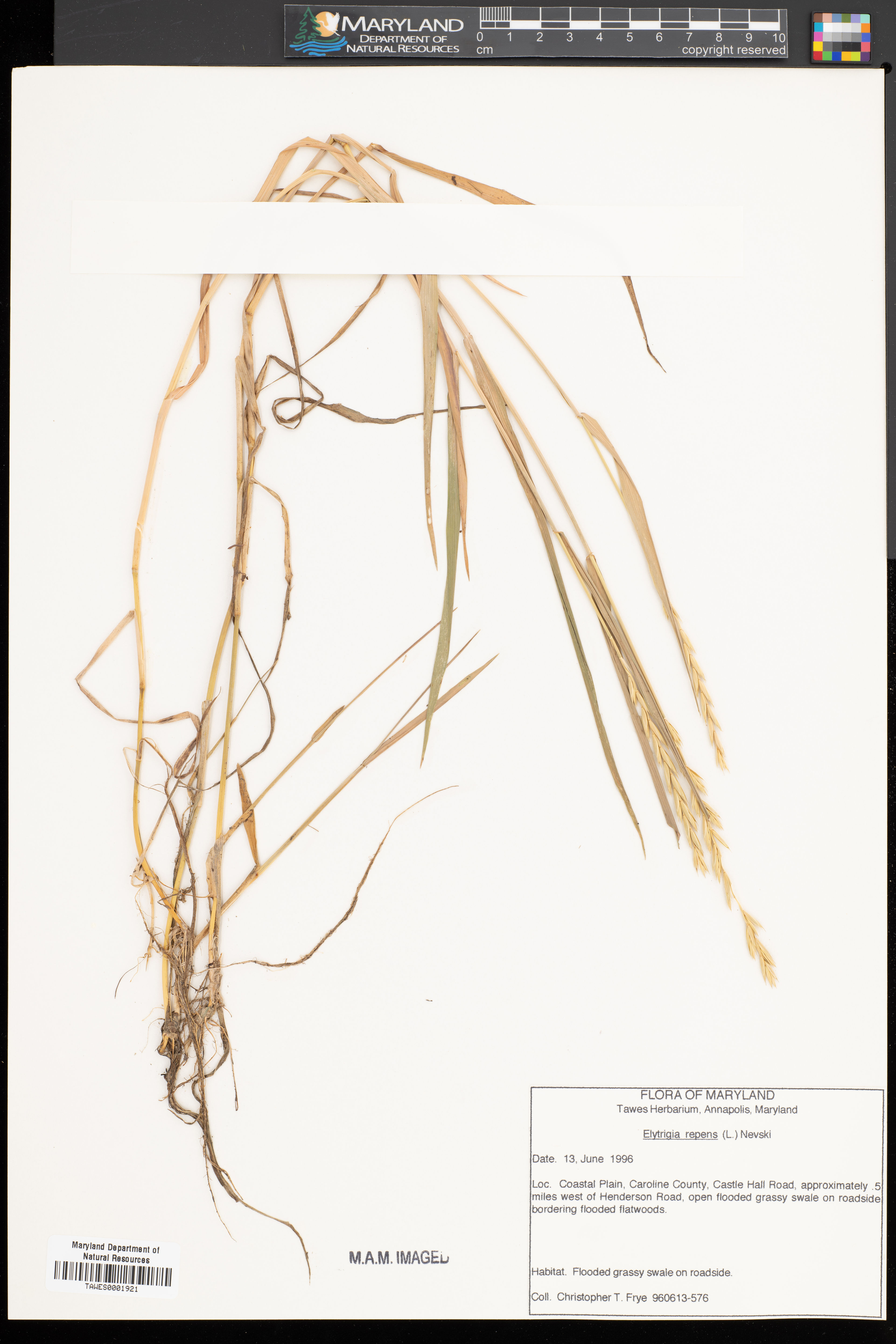 Elytrigia repens - 52