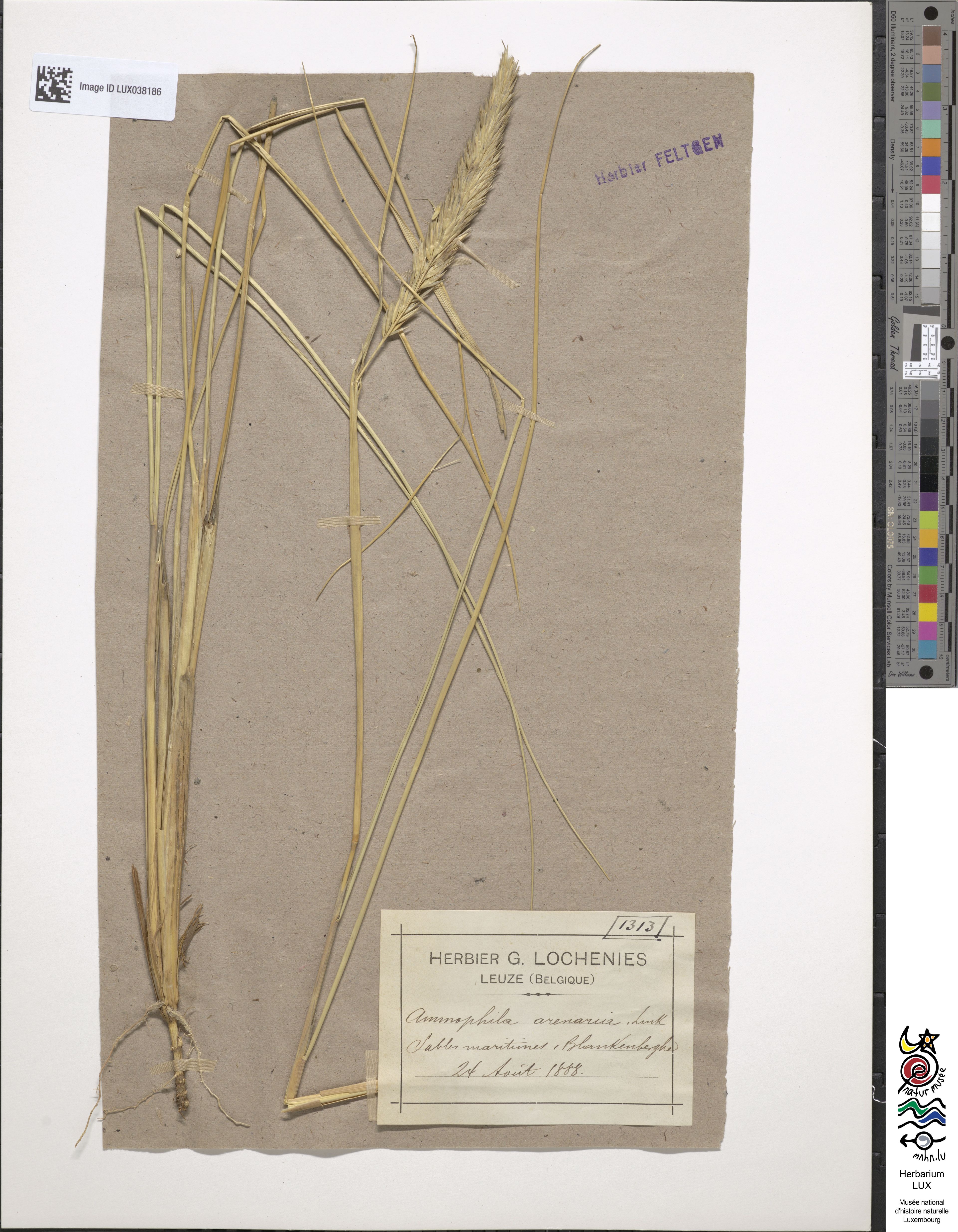 Ammophila arenaria - 8