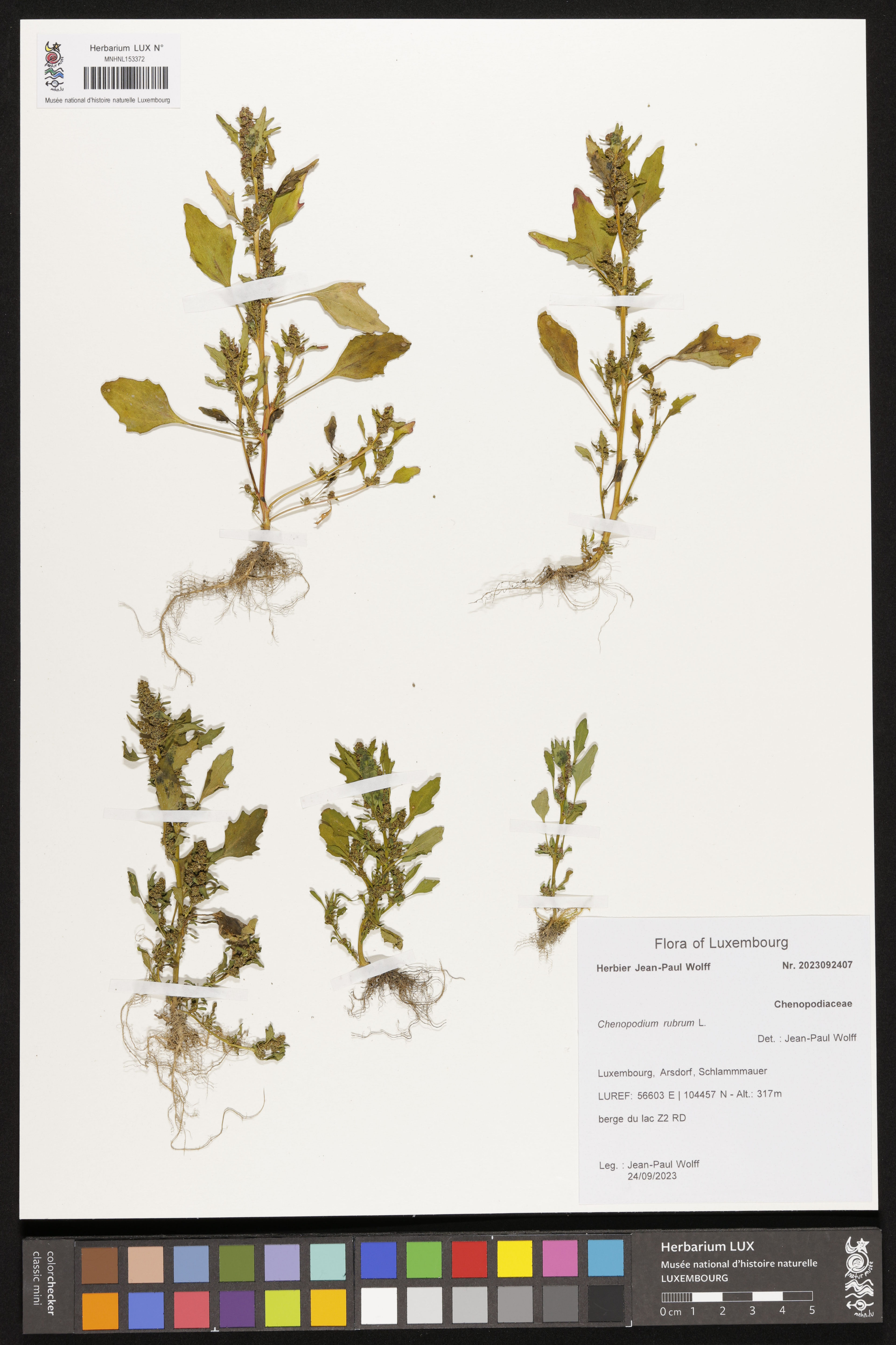 Chenopodium rubrum - 71