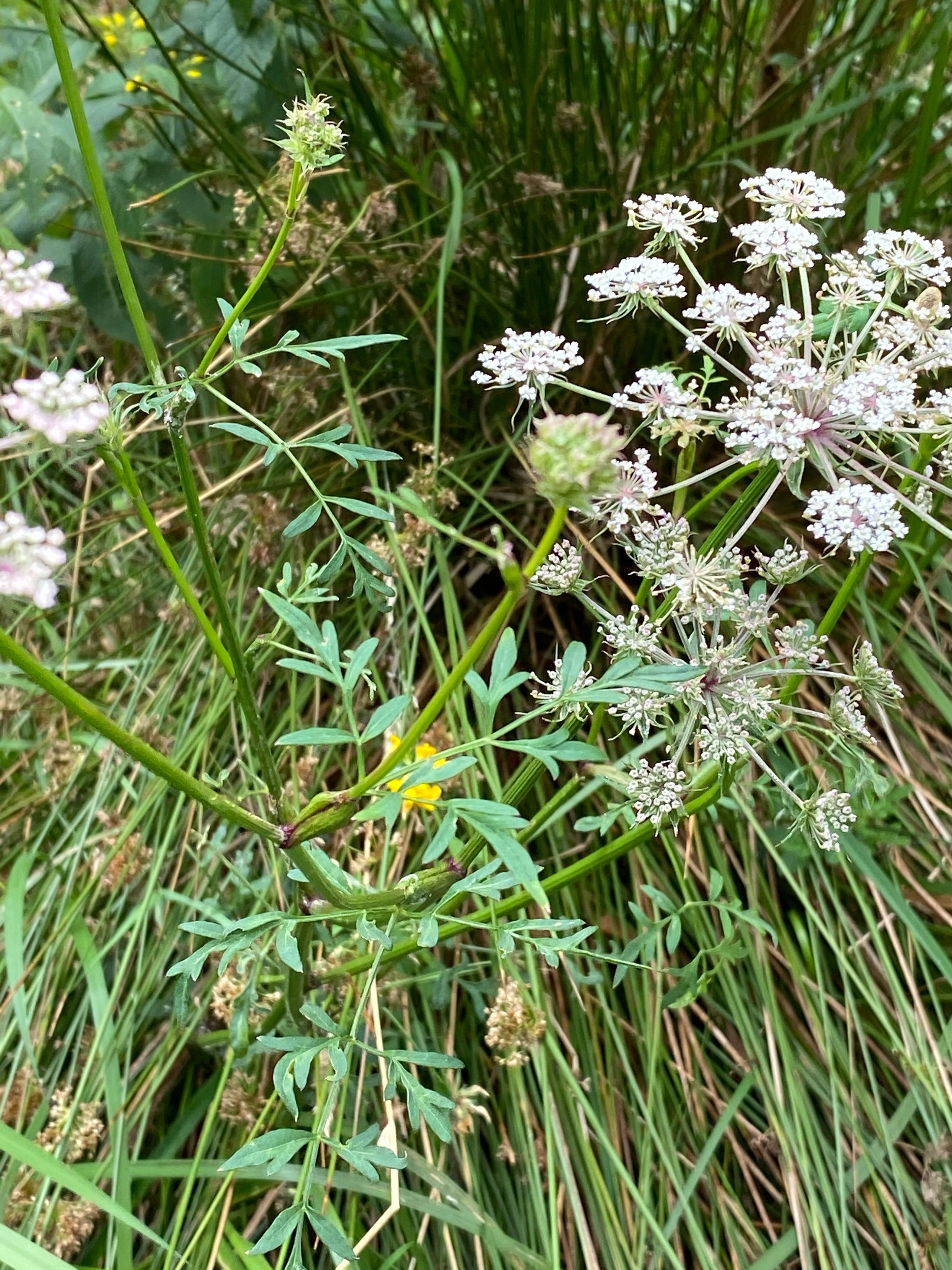 Peucedanum palustre - 135