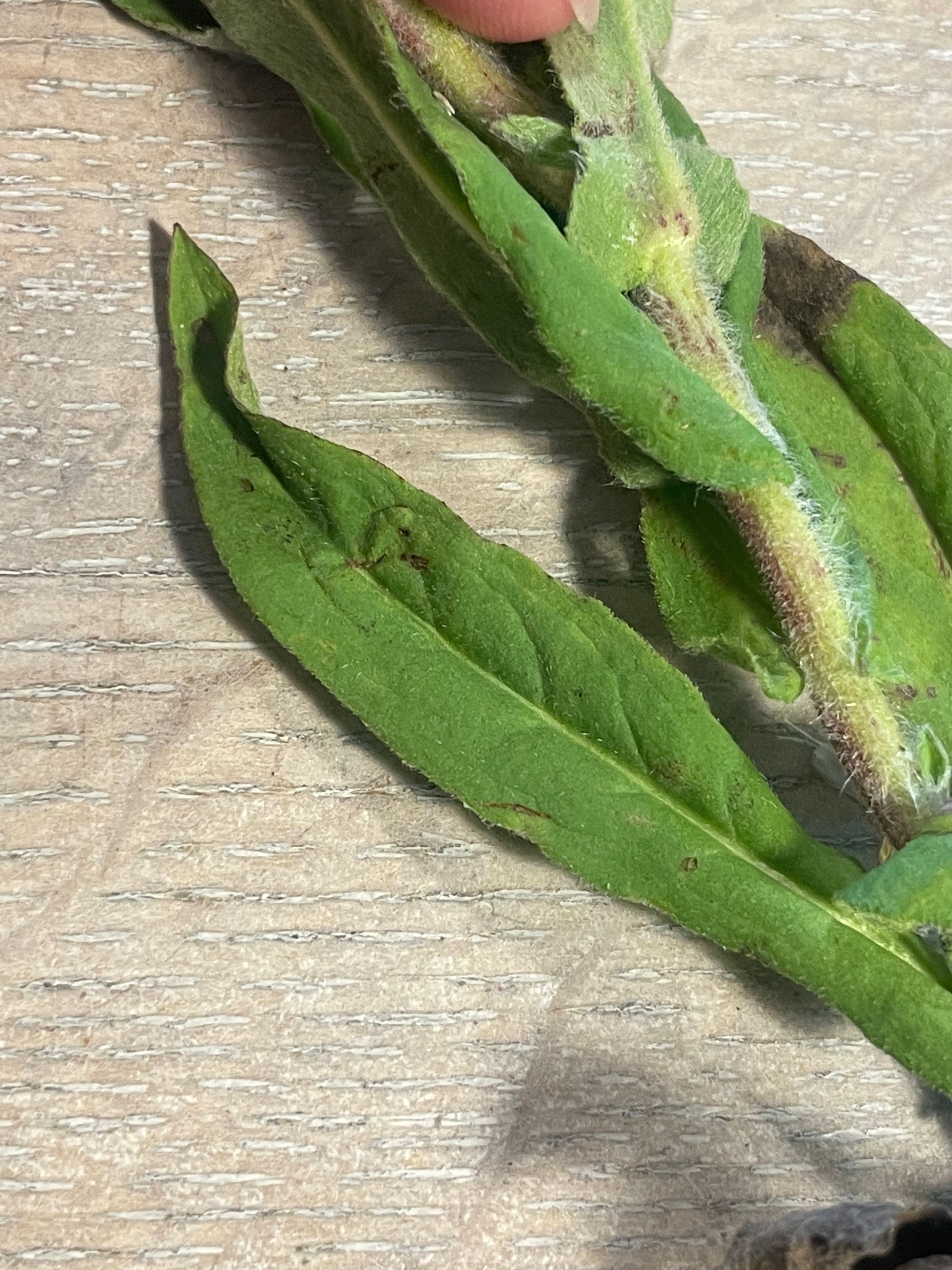 Inula britannica - 21