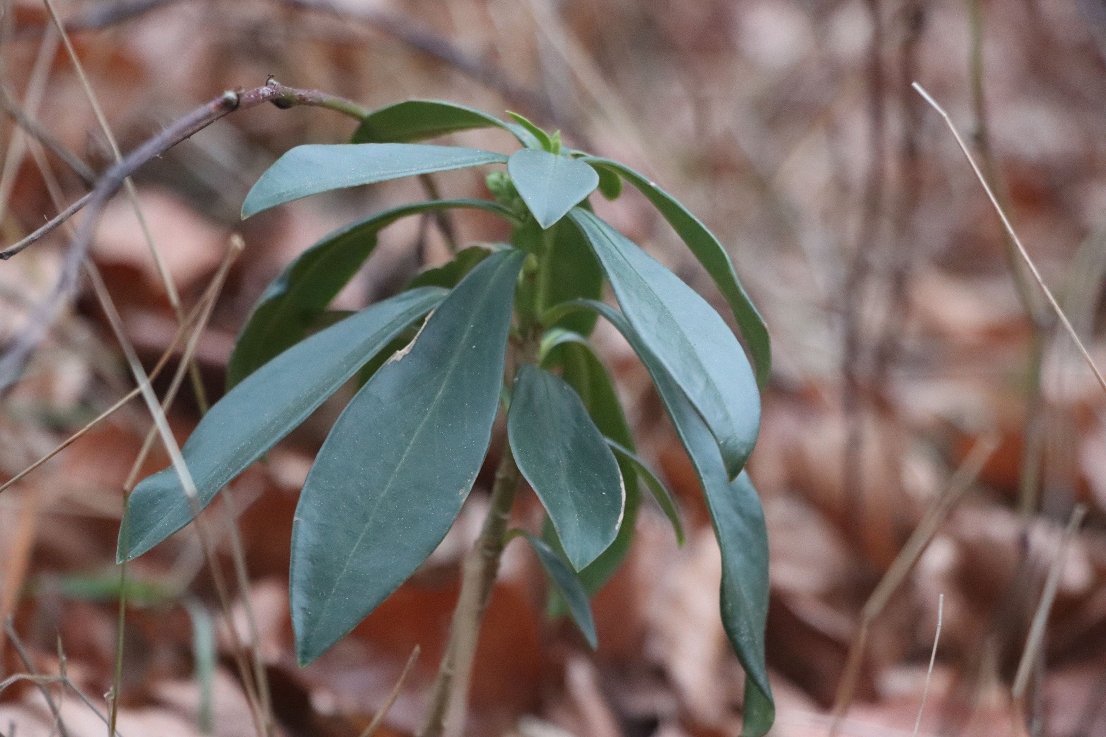 Daphne laureola - 76