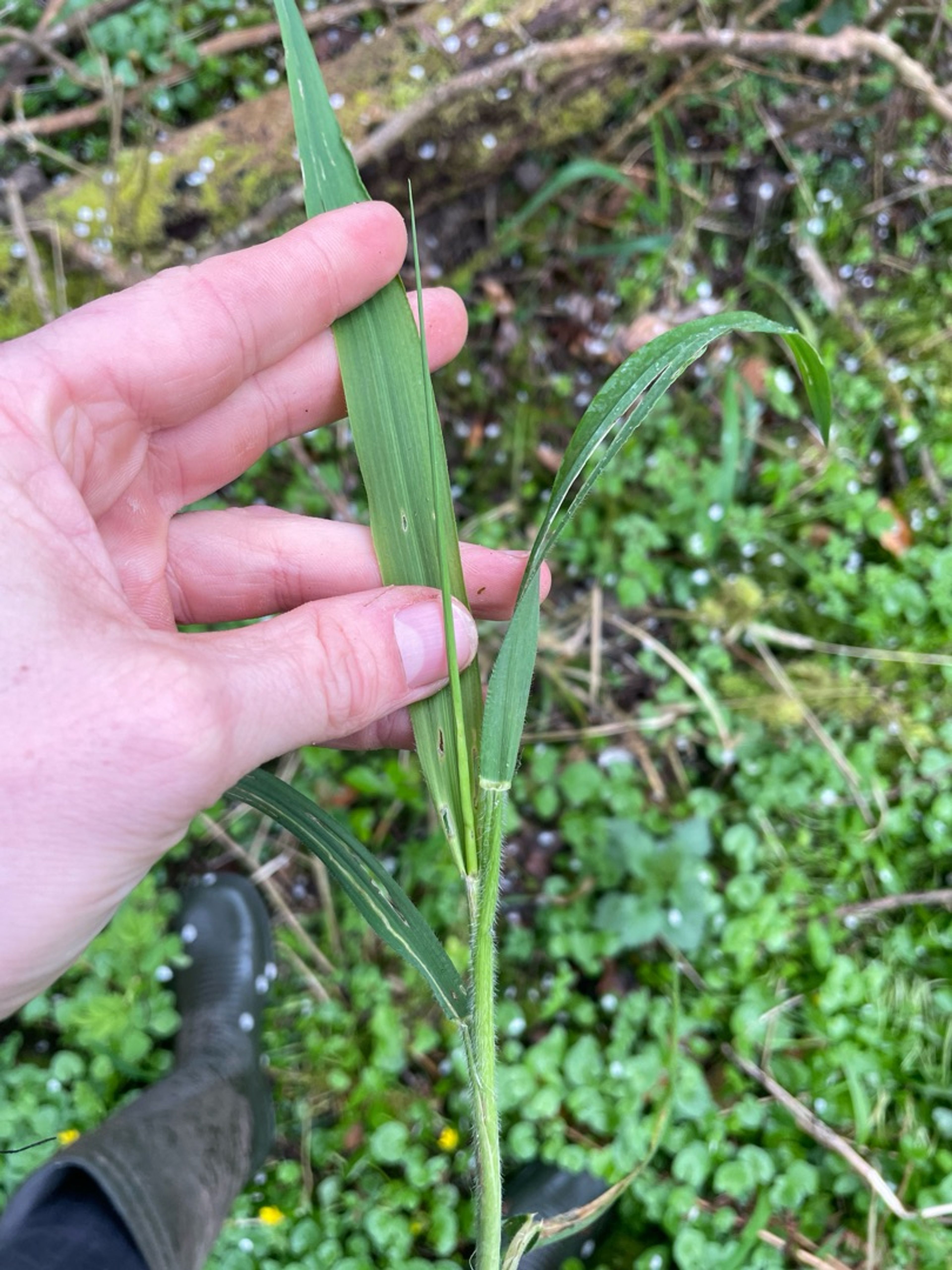 Elytrigia repens - 97