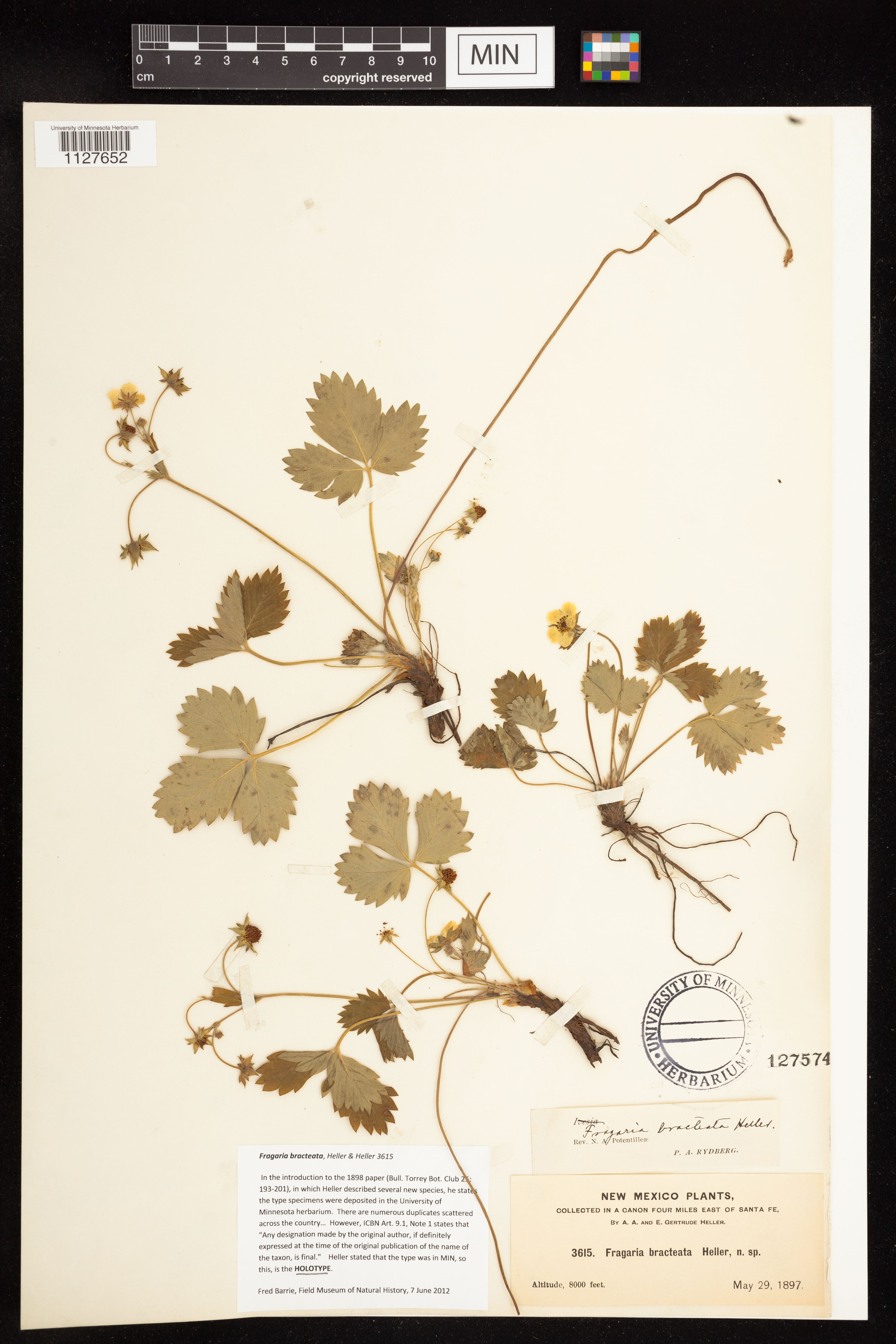 Fragaria bracteata - 63